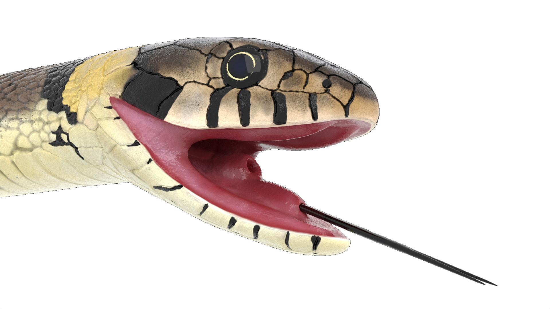 Natrix Natrix Rigged for Cinema 4D 3D model