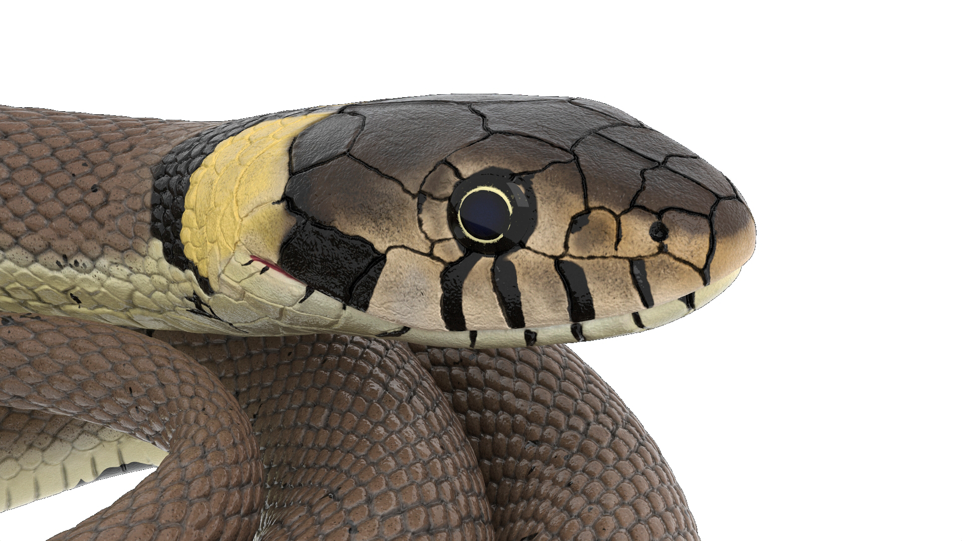 Natrix Natrix Rigged for Cinema 4D 3D model