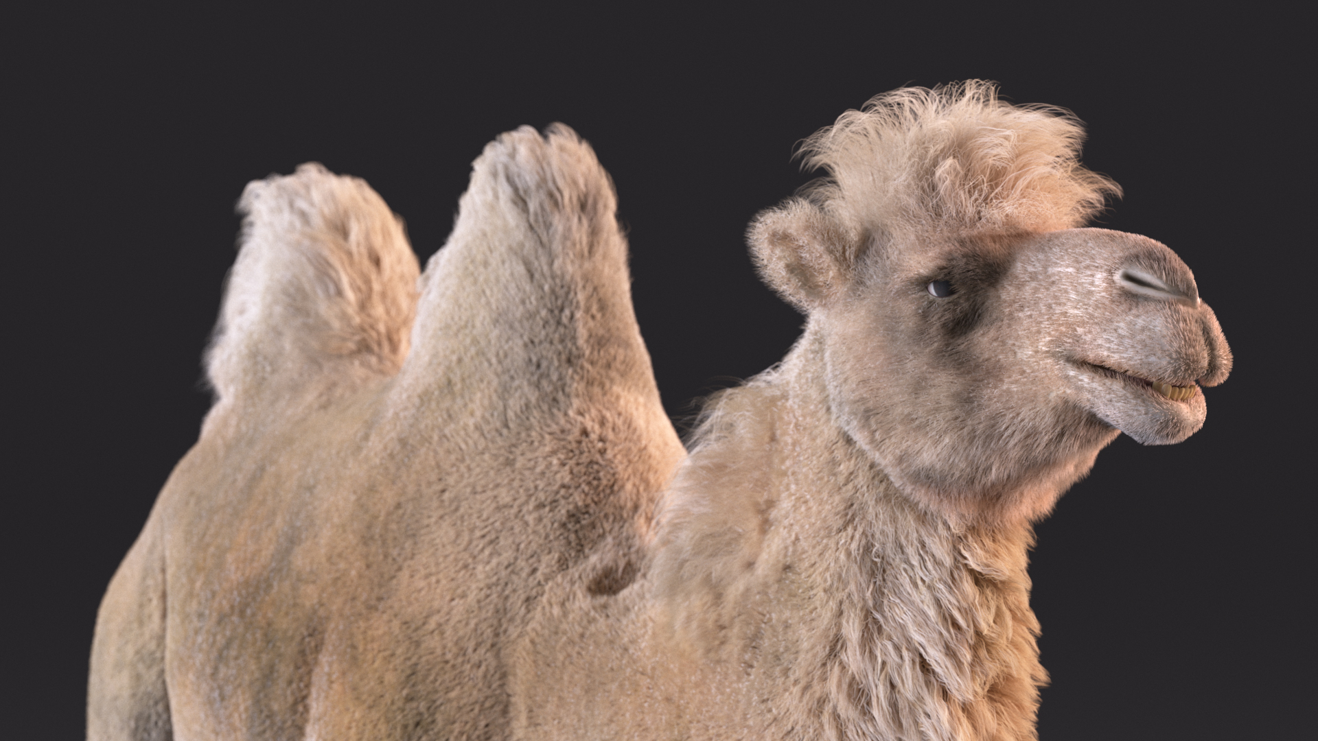 Bactrian Camel Light Colored Fur 3D