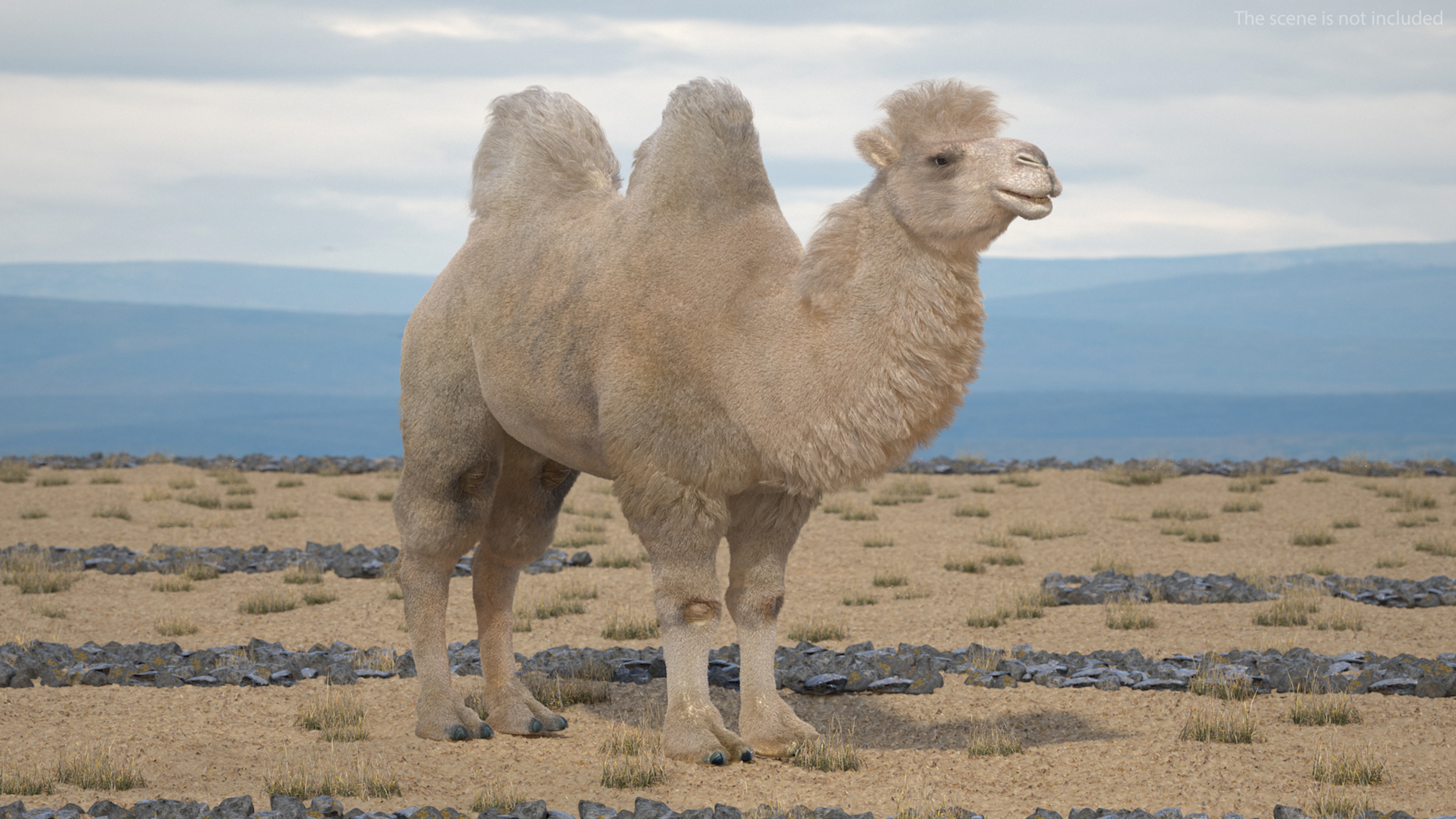 Bactrian Camel Light Colored Fur 3D