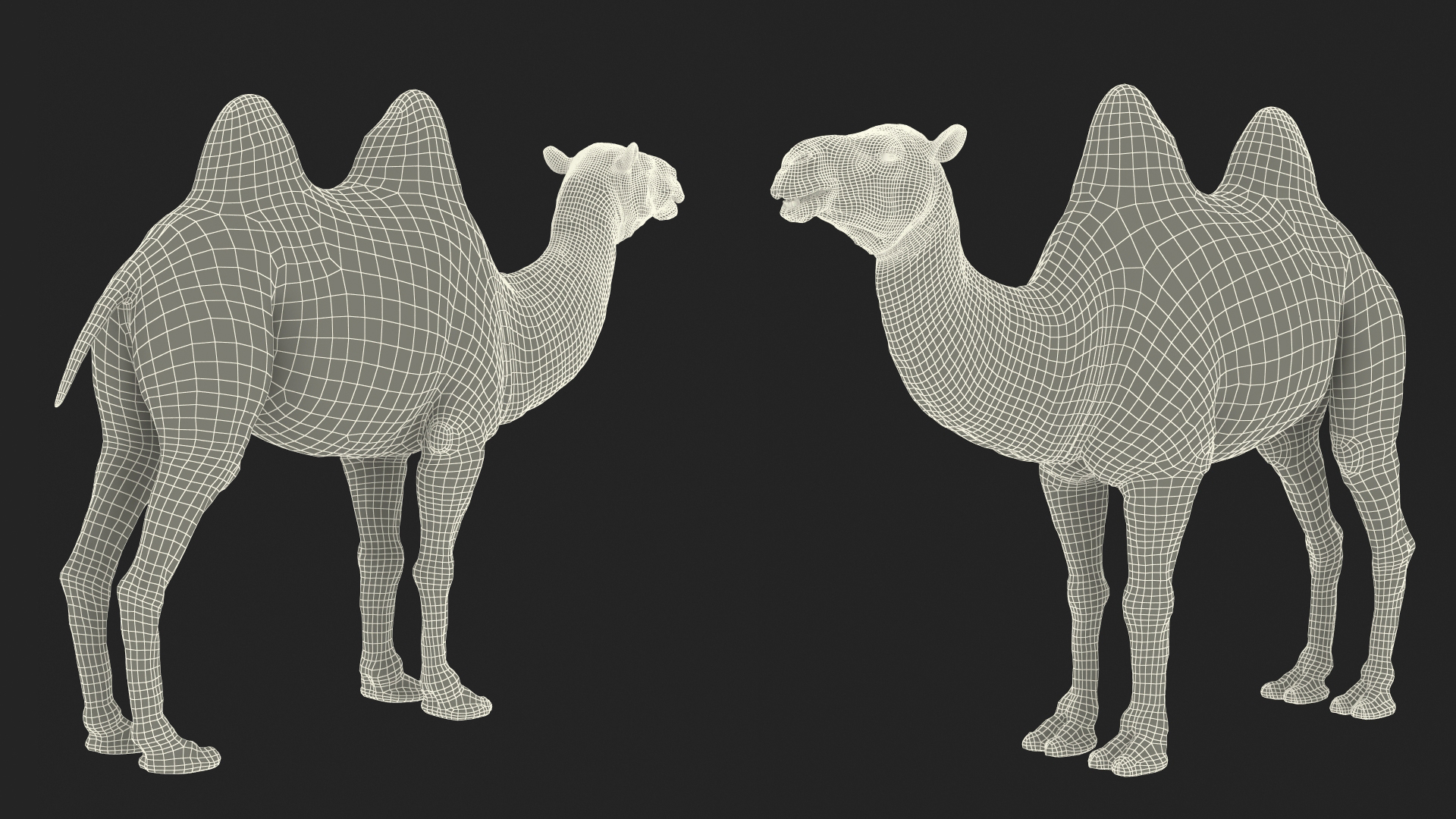 Bactrian Camel Light Colored Fur 3D