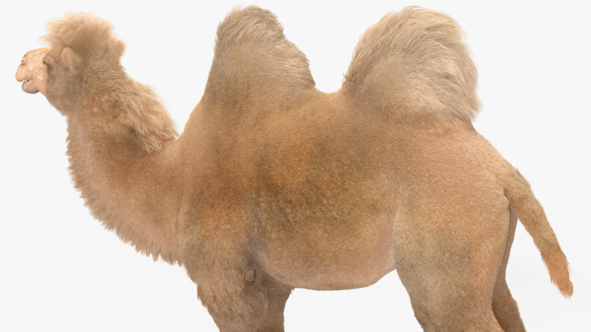 Bactrian Camel Light Colored Fur 3D
