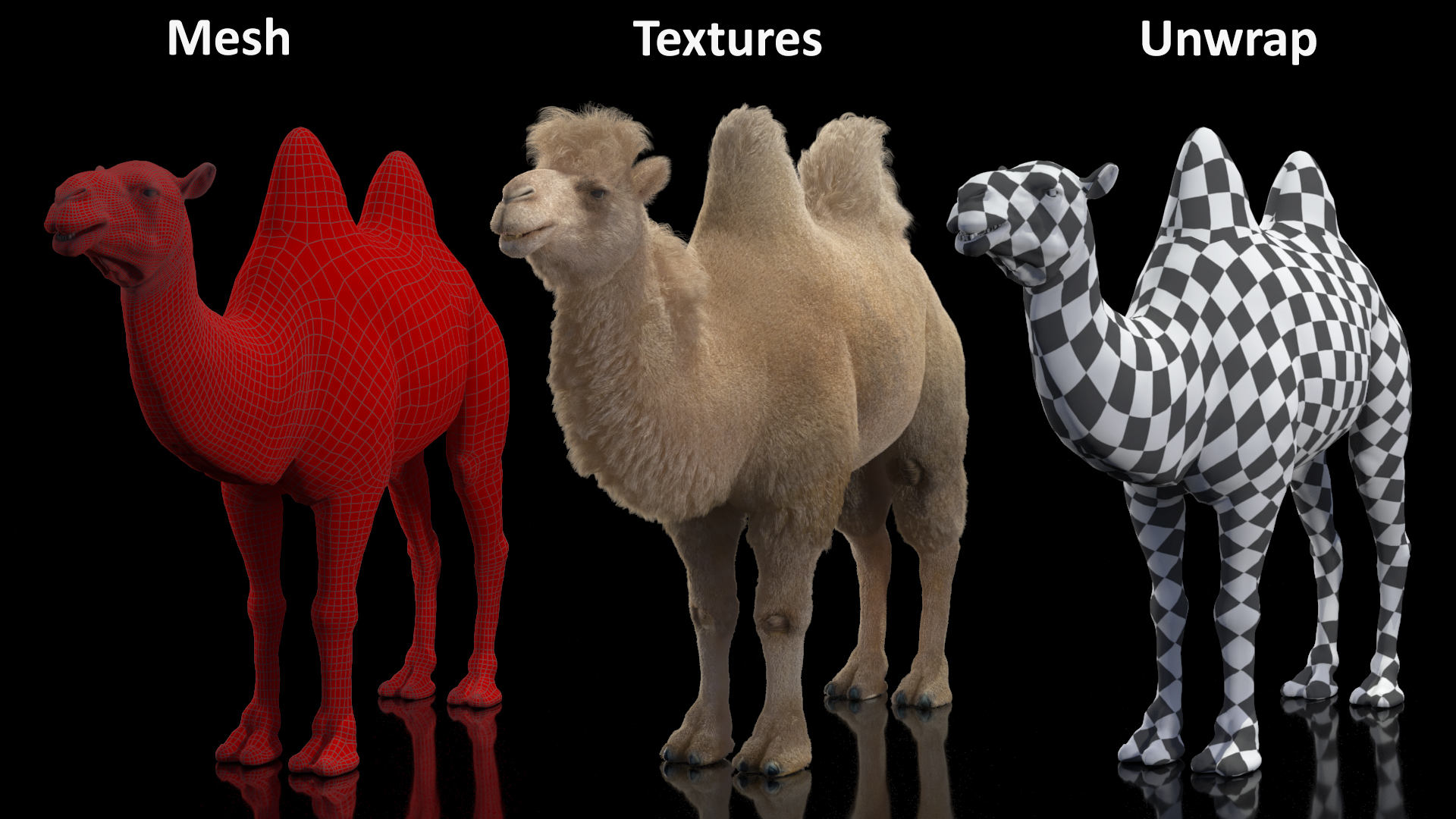Bactrian Camel Light Colored Fur 3D