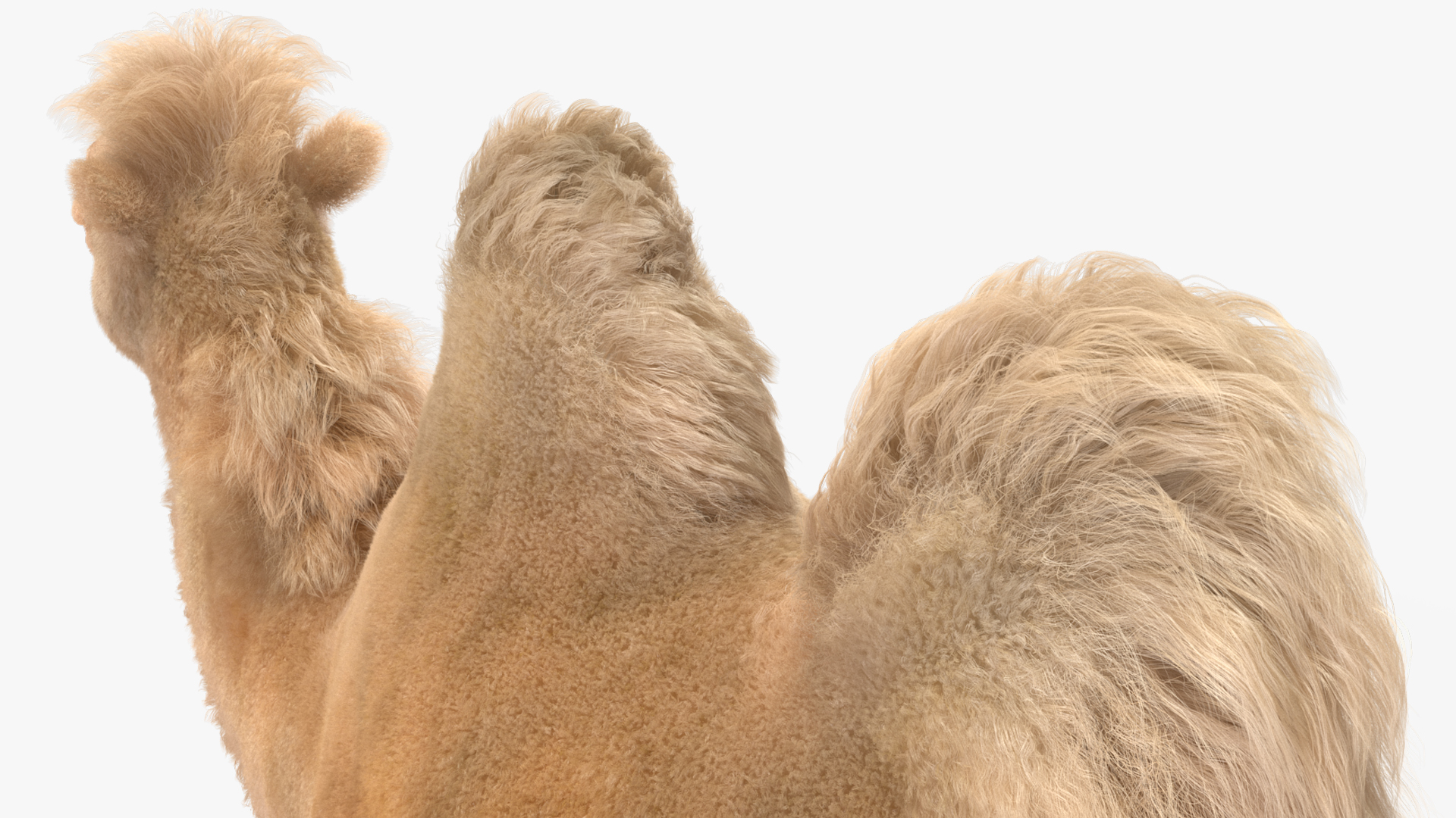 Bactrian Camel Light Colored Fur 3D