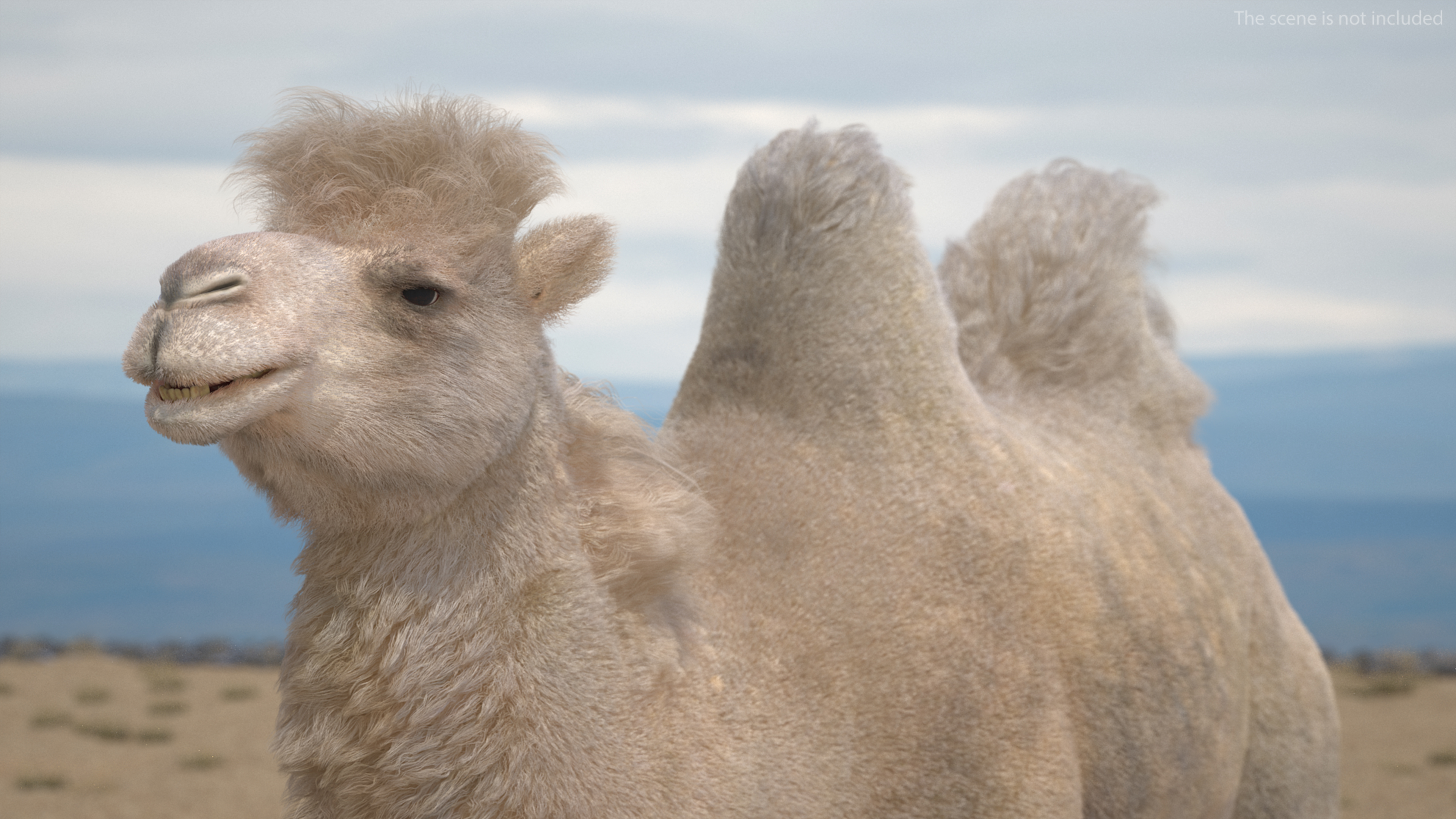 Bactrian Camel Light Colored Fur 3D