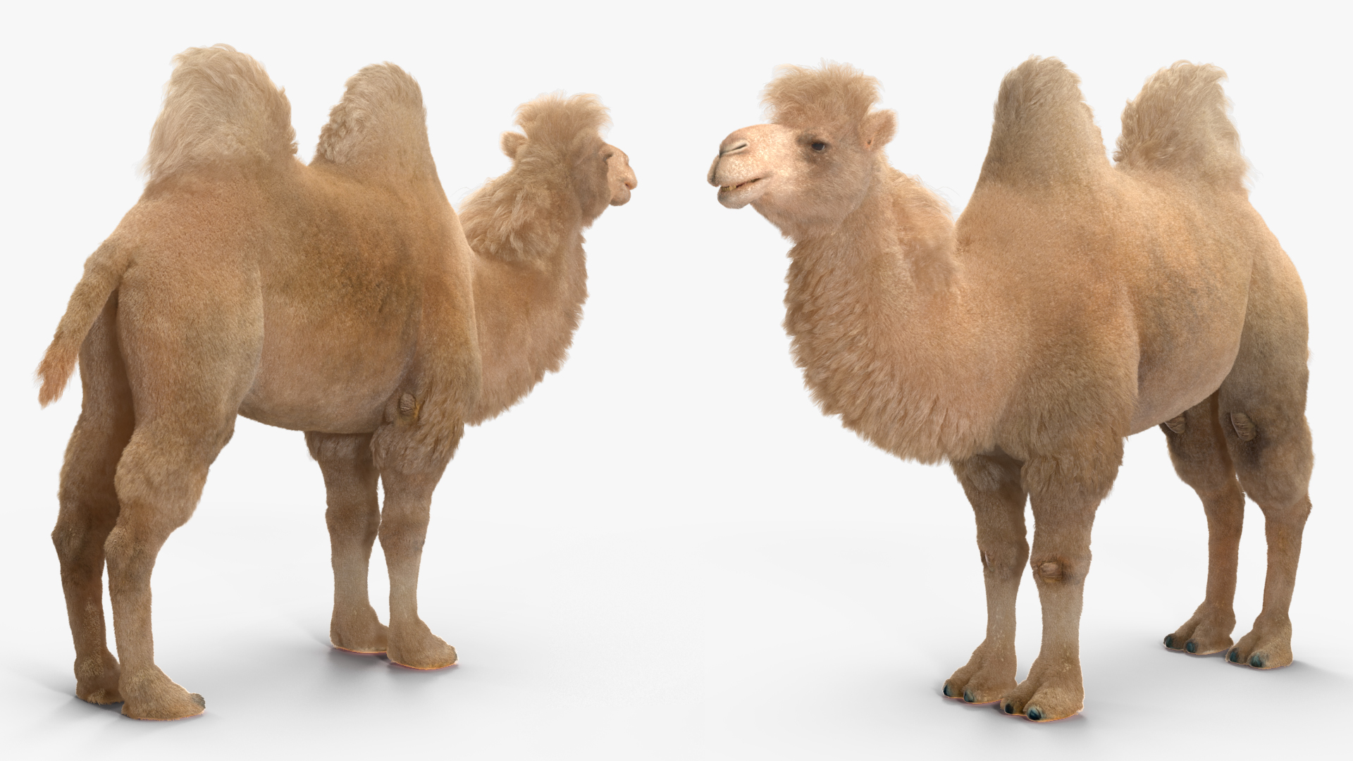 Bactrian Camel Light Colored Fur 3D
