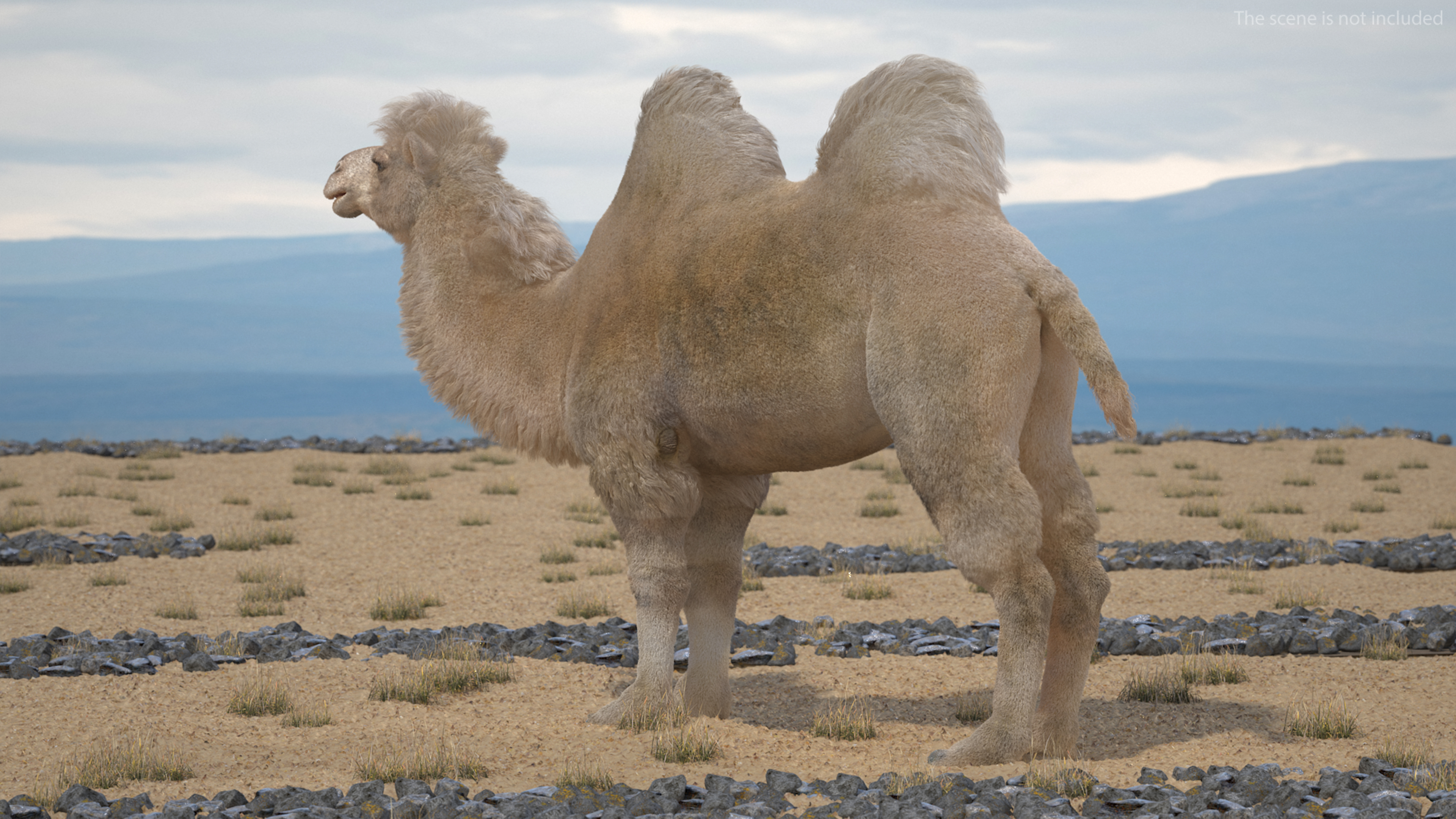Bactrian Camel Light Colored Fur 3D