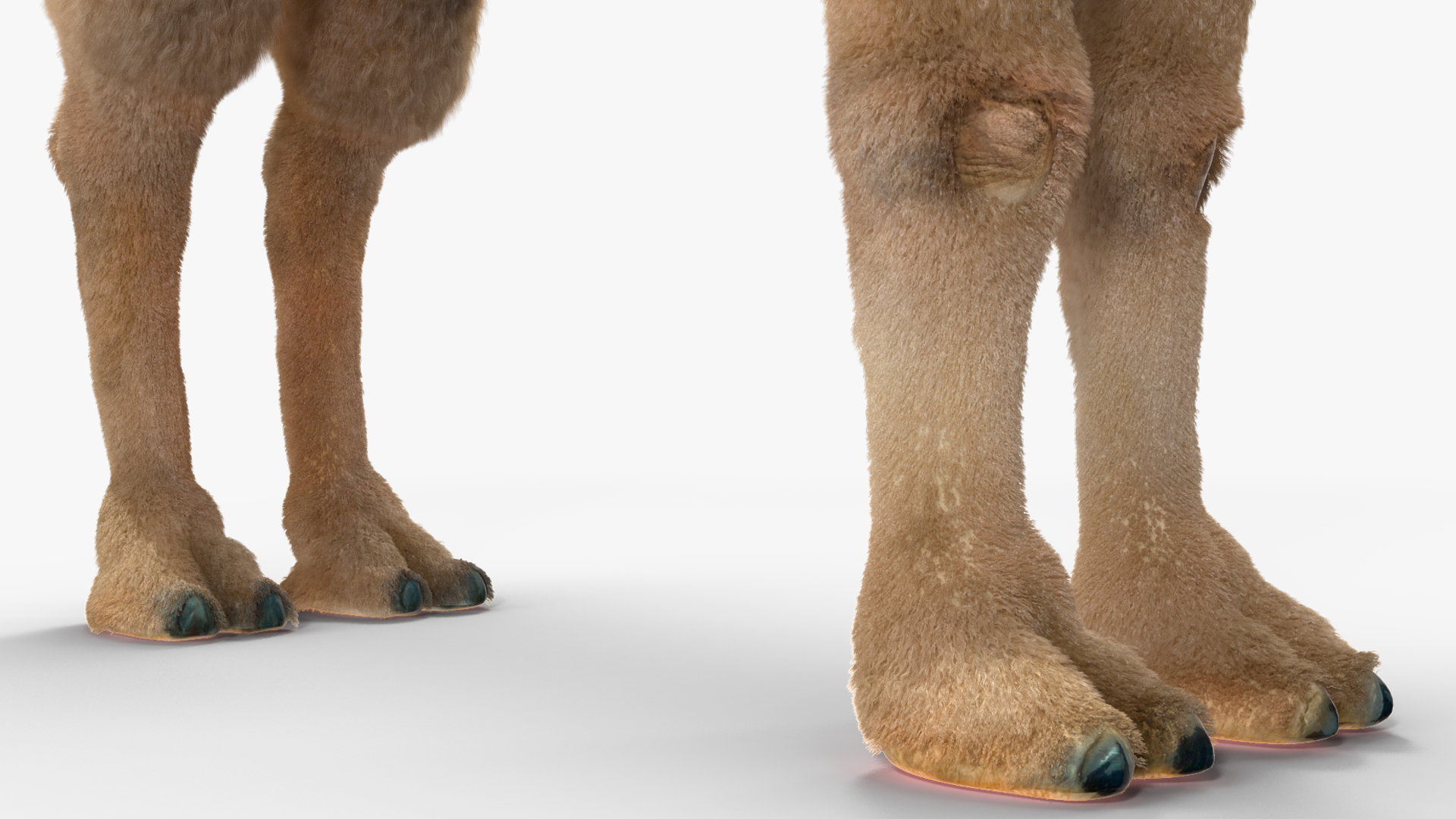 Bactrian Camel Light Colored Fur 3D