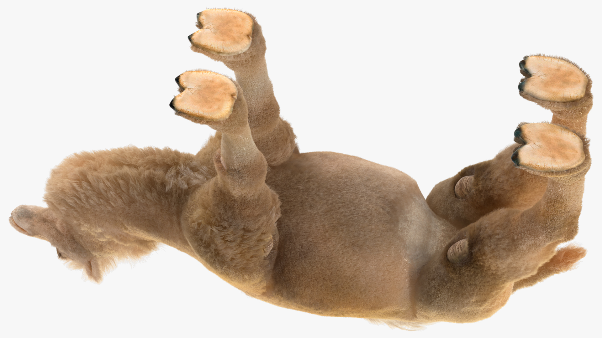 Bactrian Camel Light Colored Fur 3D