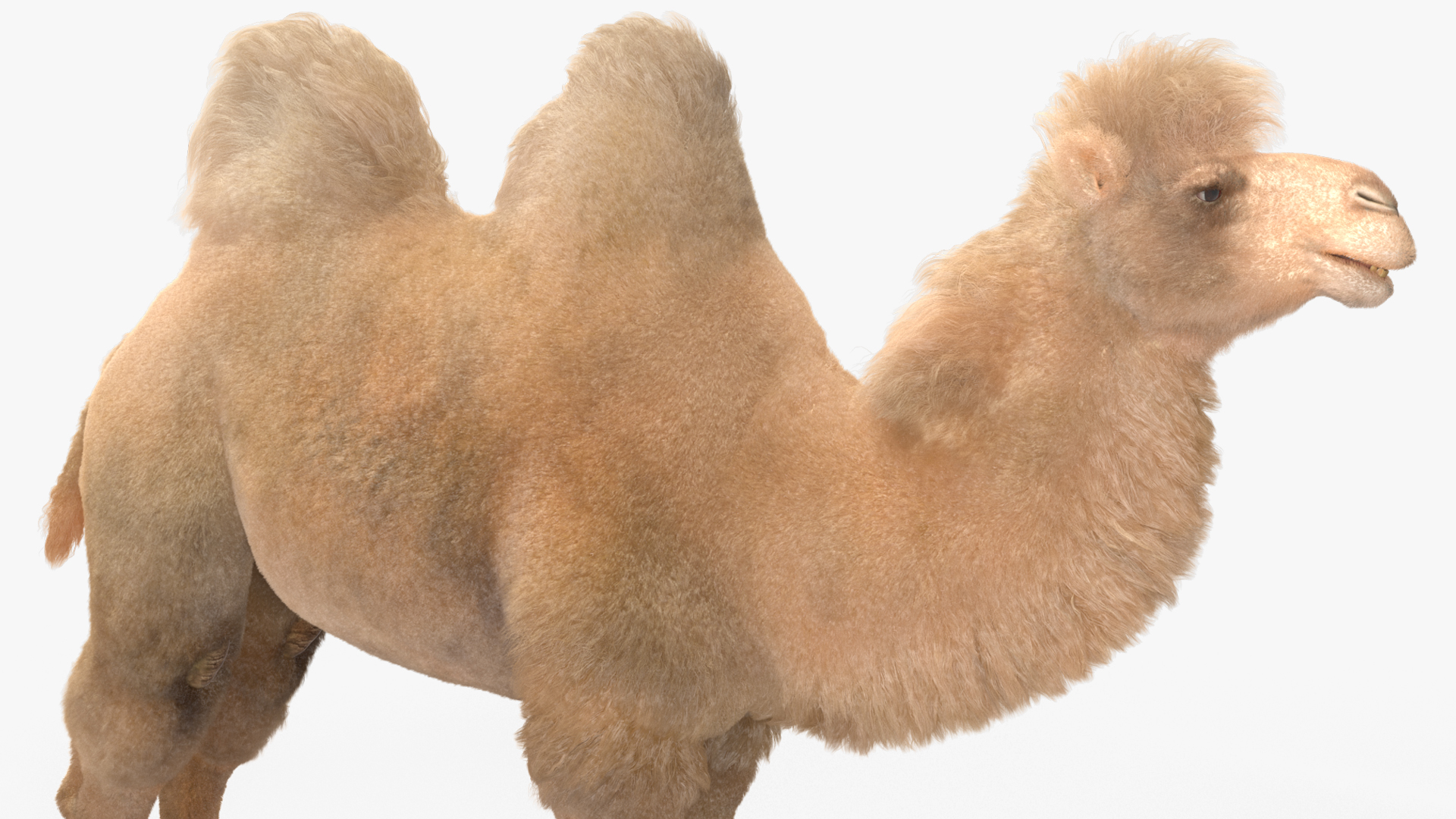 Bactrian Camel Light Colored Fur 3D