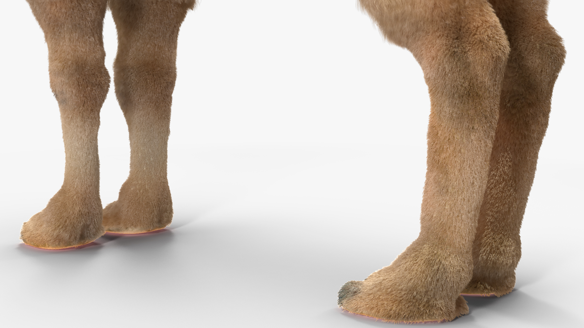 Bactrian Camel Light Colored Fur 3D