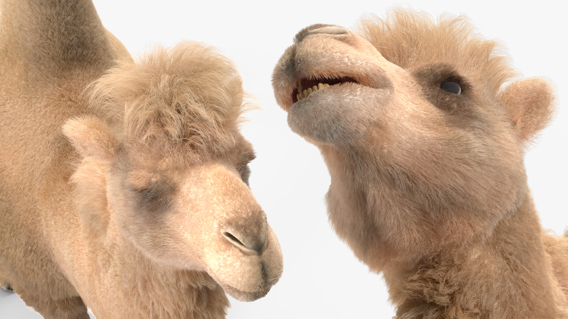 Bactrian Camel Light Colored Fur 3D
