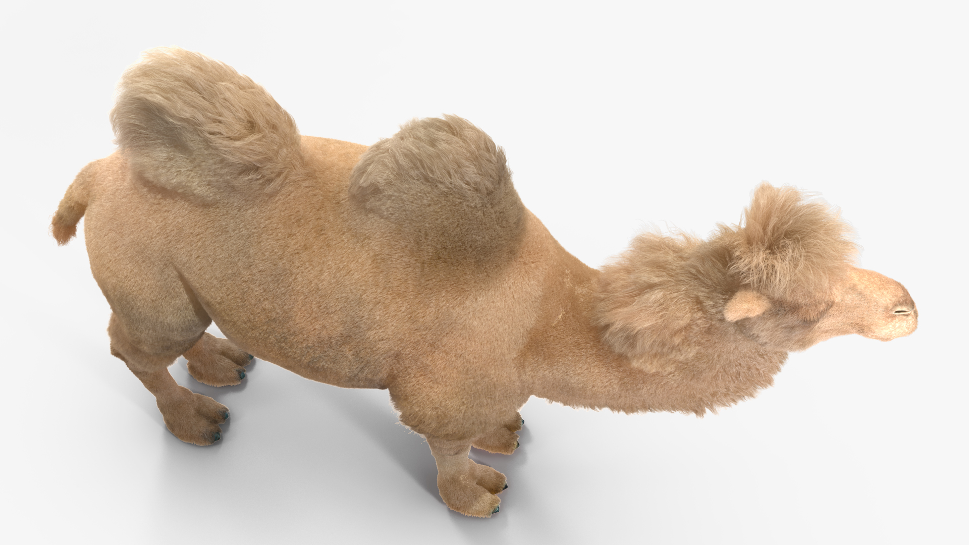 Bactrian Camel Light Colored Fur 3D