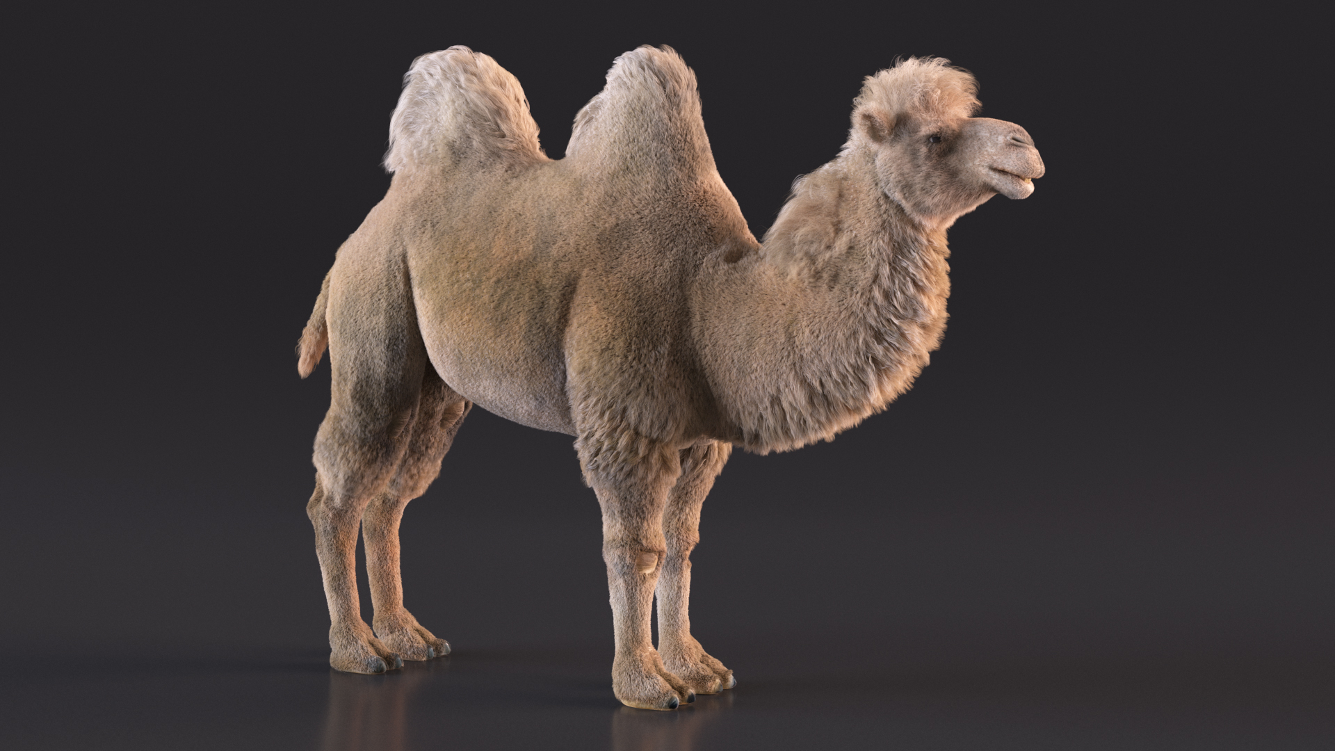 Bactrian Camel Light Colored Fur 3D