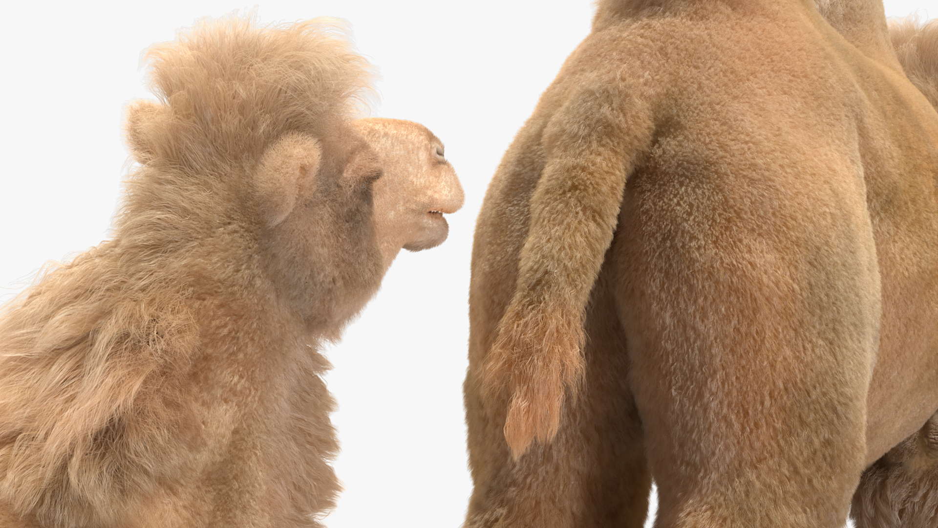 Bactrian Camel Light Colored Fur 3D