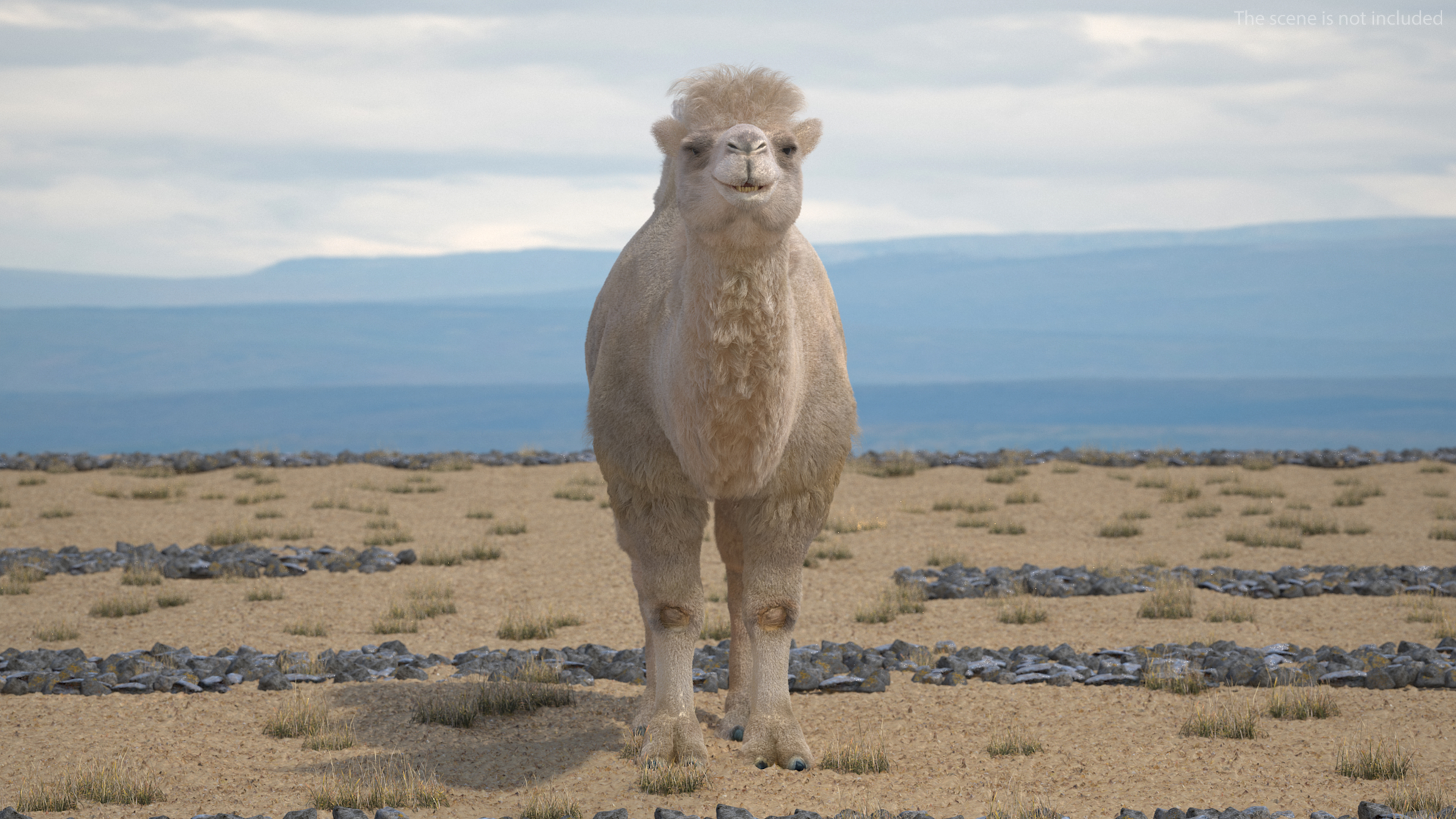 Bactrian Camel Light Colored Fur 3D