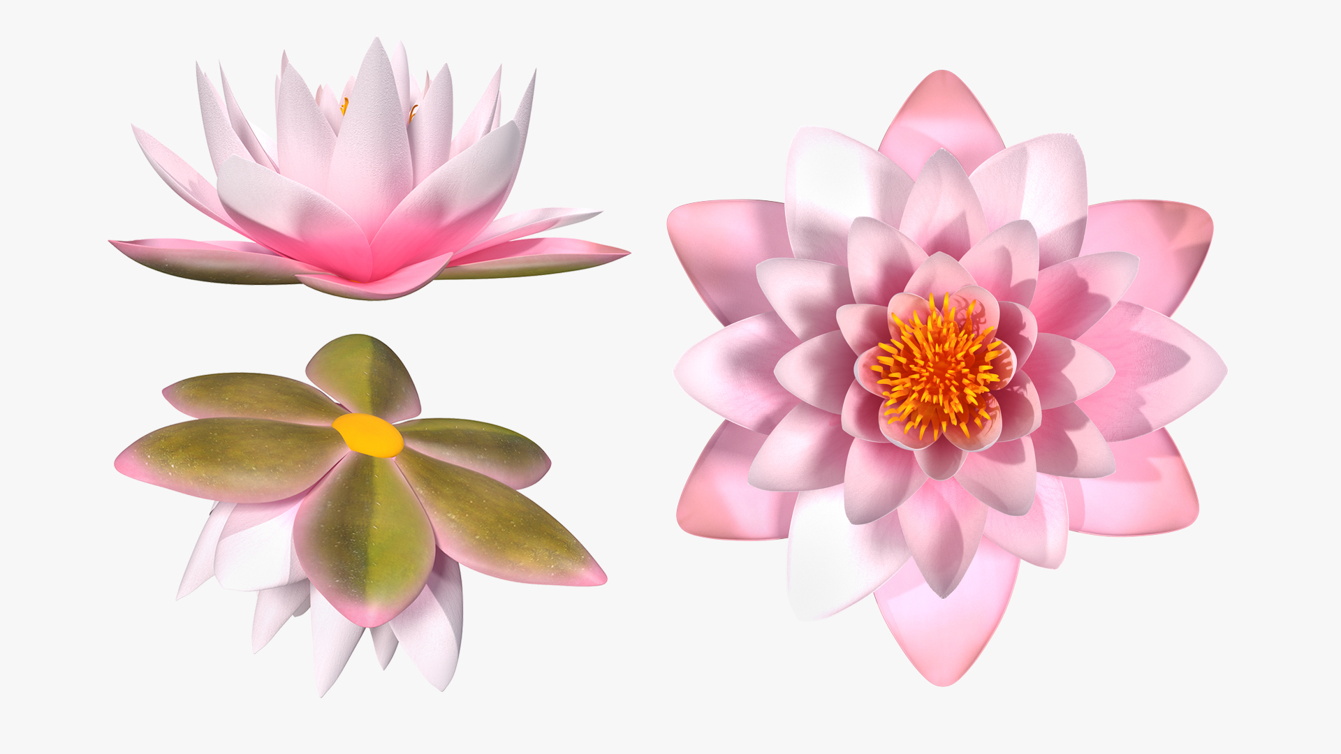 3D Blooming Nymphaea Colorado Pink Lily