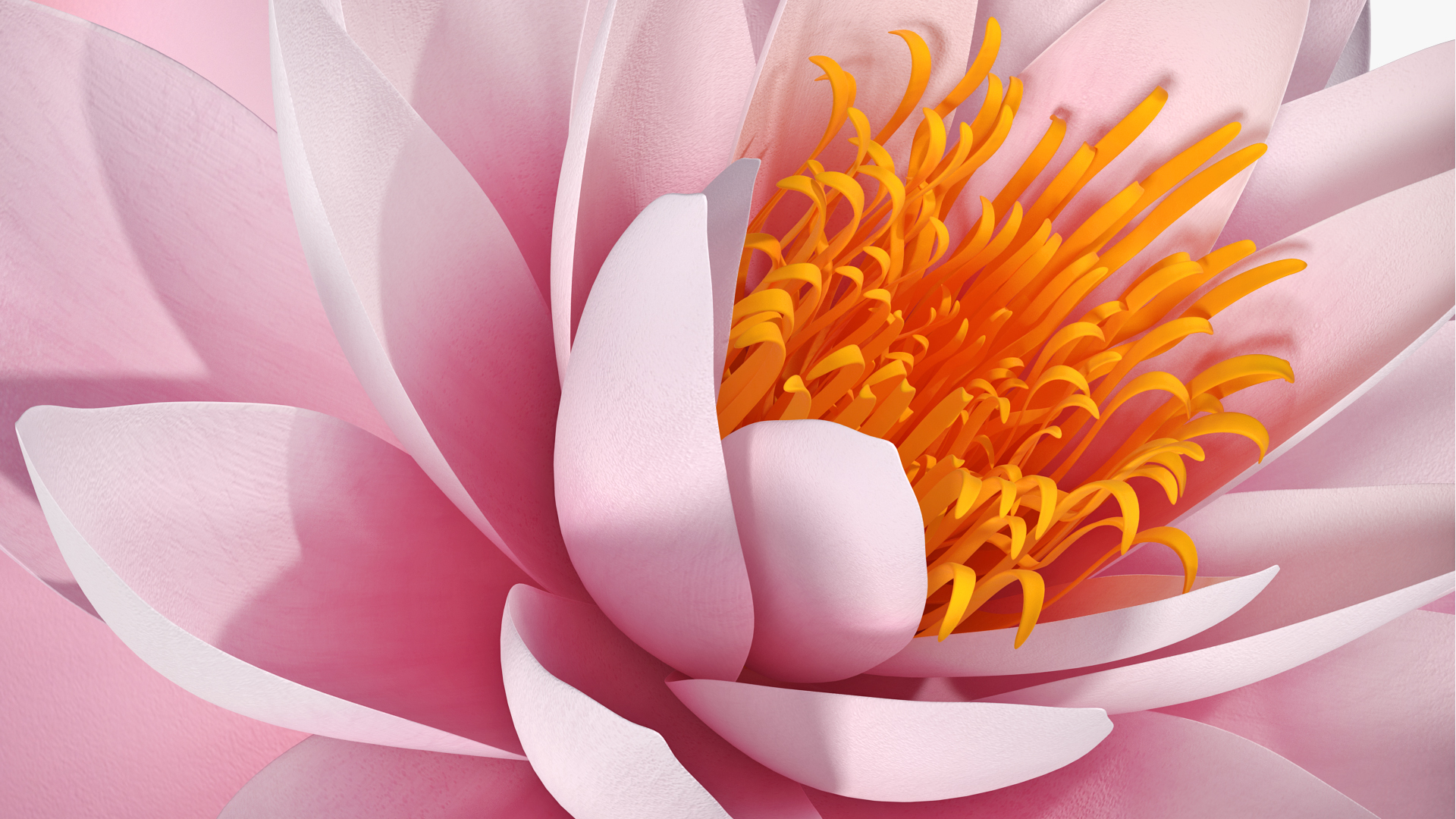 3D Blooming Nymphaea Colorado Pink Lily