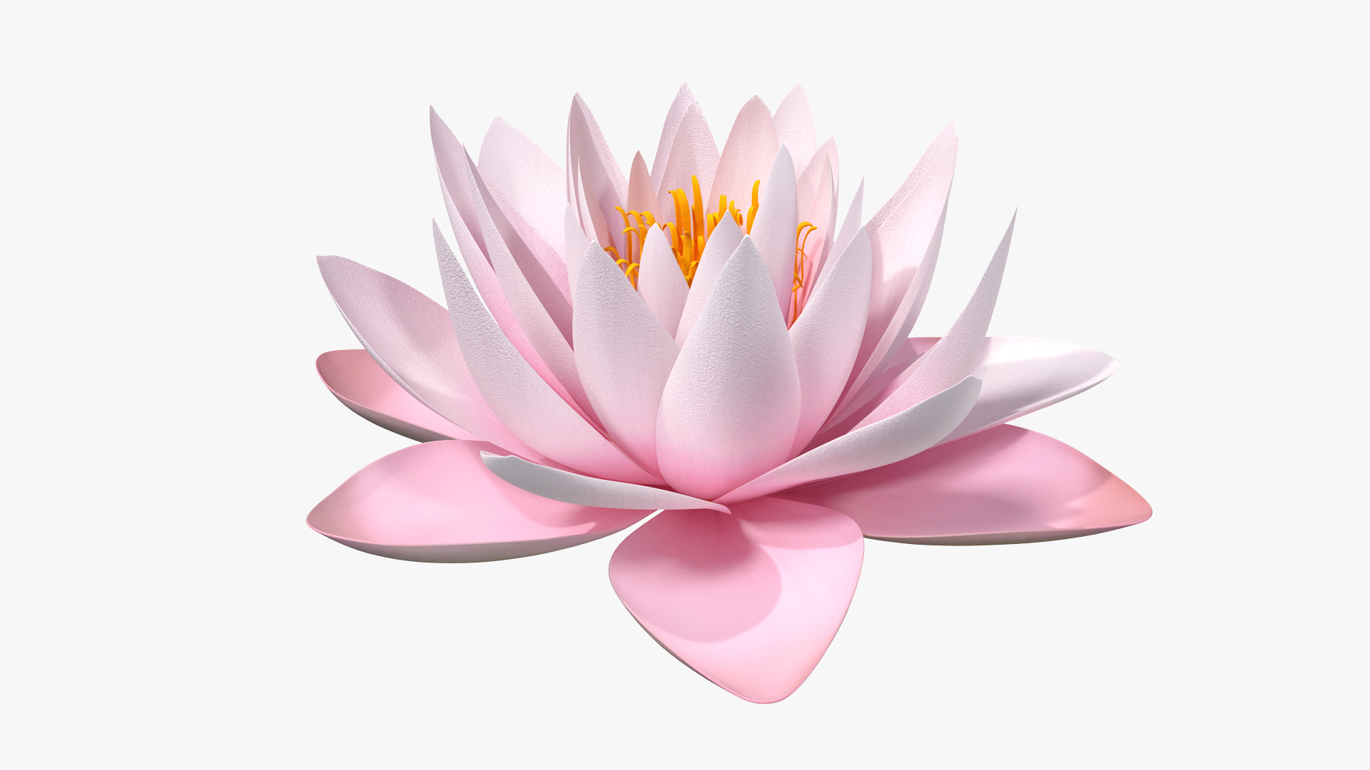 3D Blooming Nymphaea Colorado Pink Lily