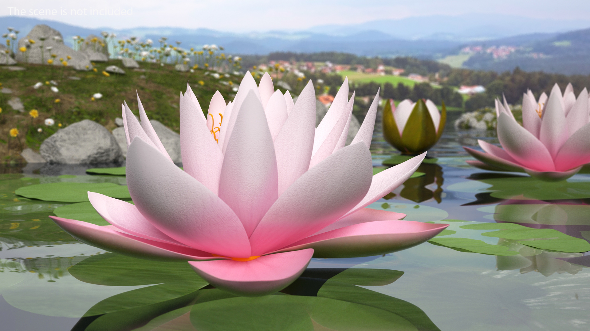 3D Blooming Nymphaea Colorado Pink Lily