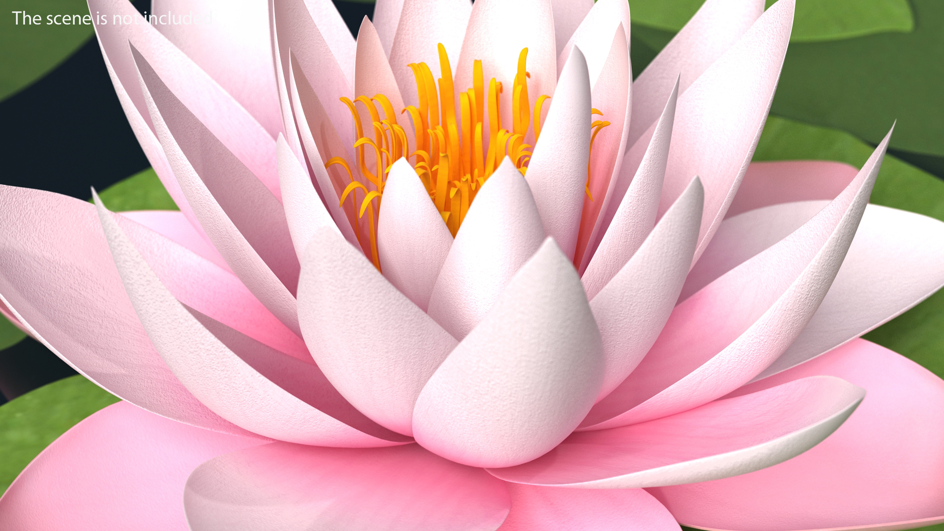 3D Blooming Nymphaea Colorado Pink Lily