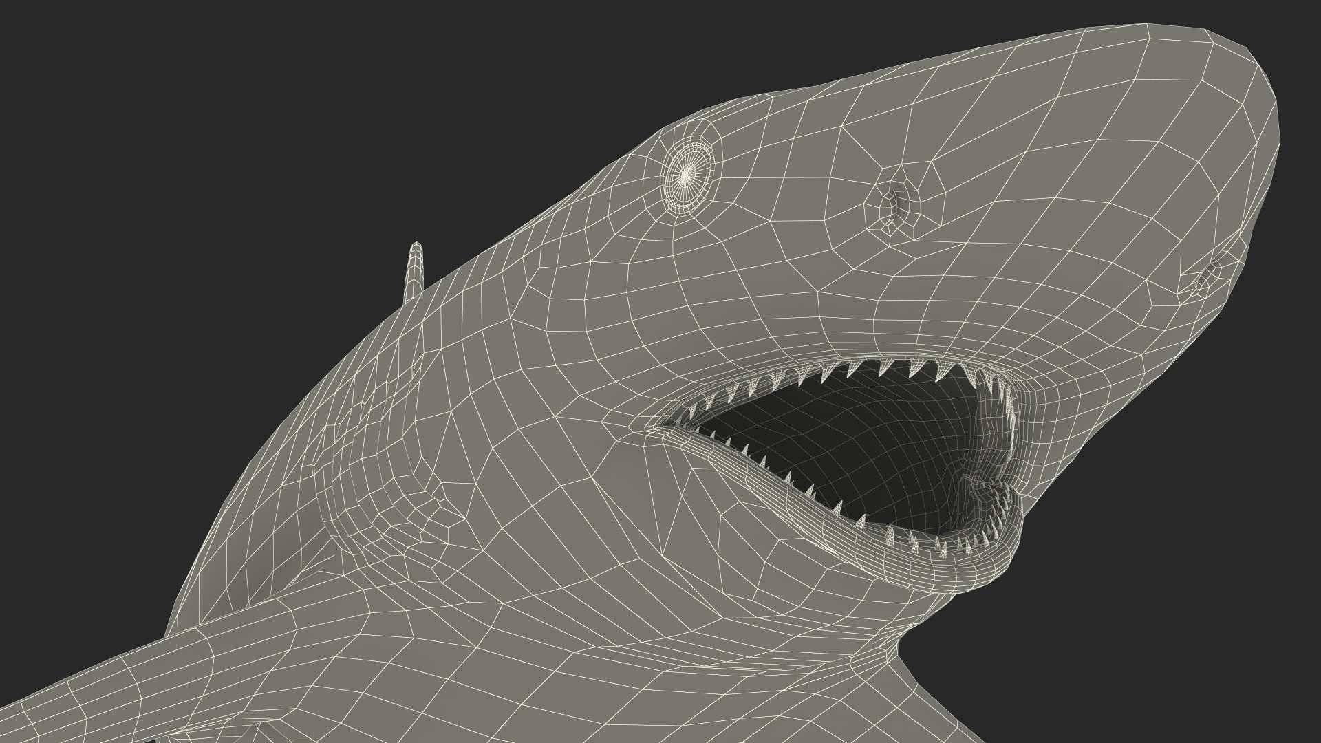 Carcharhinus Porosus Shark Rigged for Maya 3D