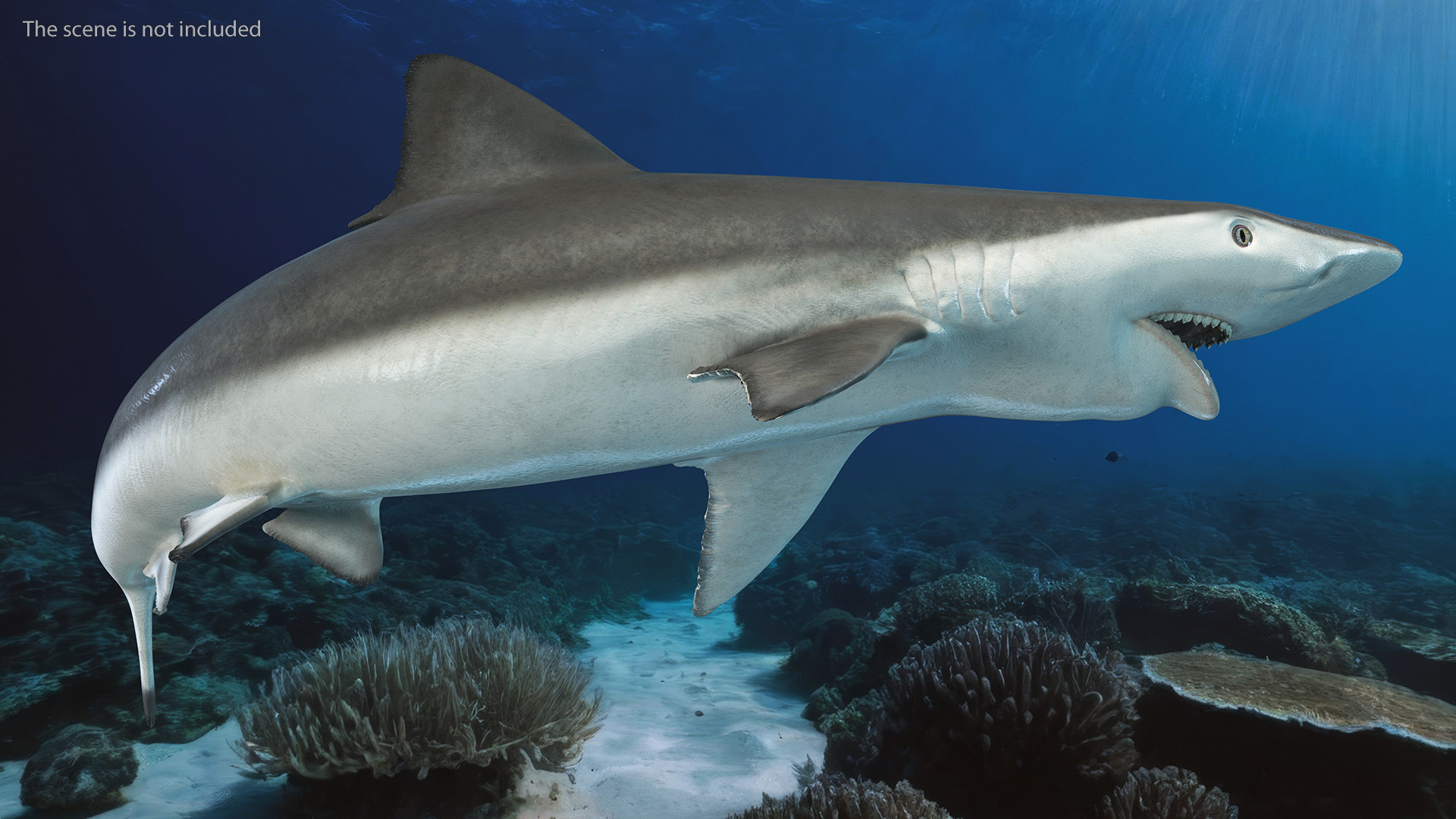 Carcharhinus Porosus Shark Rigged for Maya 3D