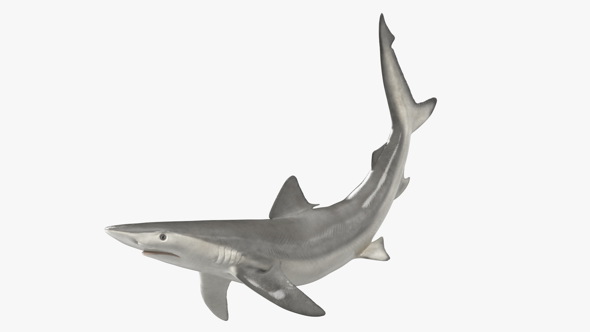 Carcharhinus Porosus Shark Rigged for Maya 3D