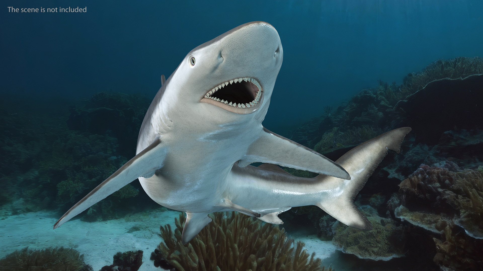 Carcharhinus Porosus Shark Rigged for Maya 3D