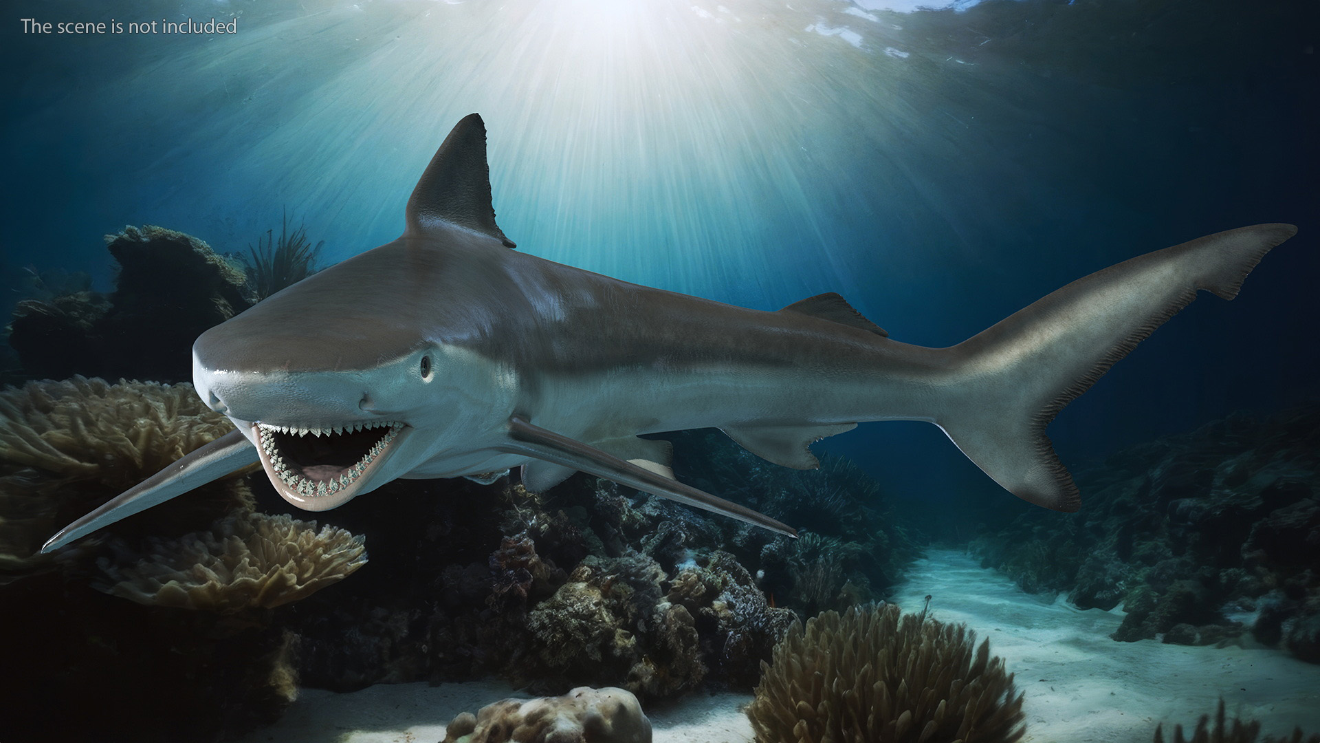 Carcharhinus Porosus Shark Rigged for Maya 3D