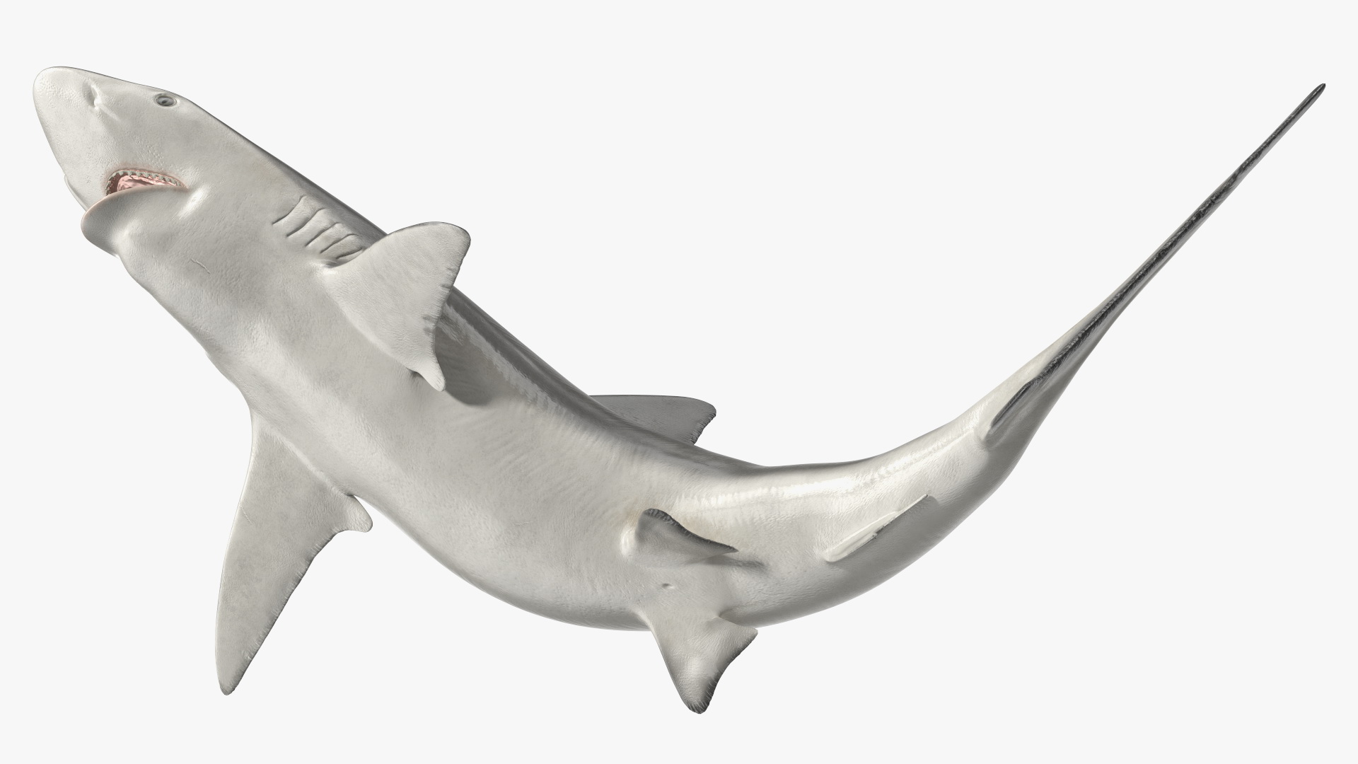 Carcharhinus Porosus Shark Rigged for Maya 3D