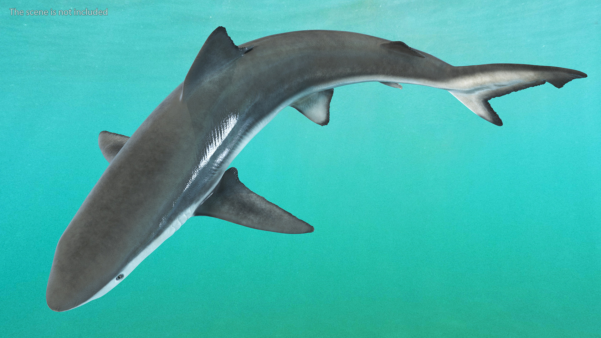 Carcharhinus Porosus Shark Rigged for Maya 3D