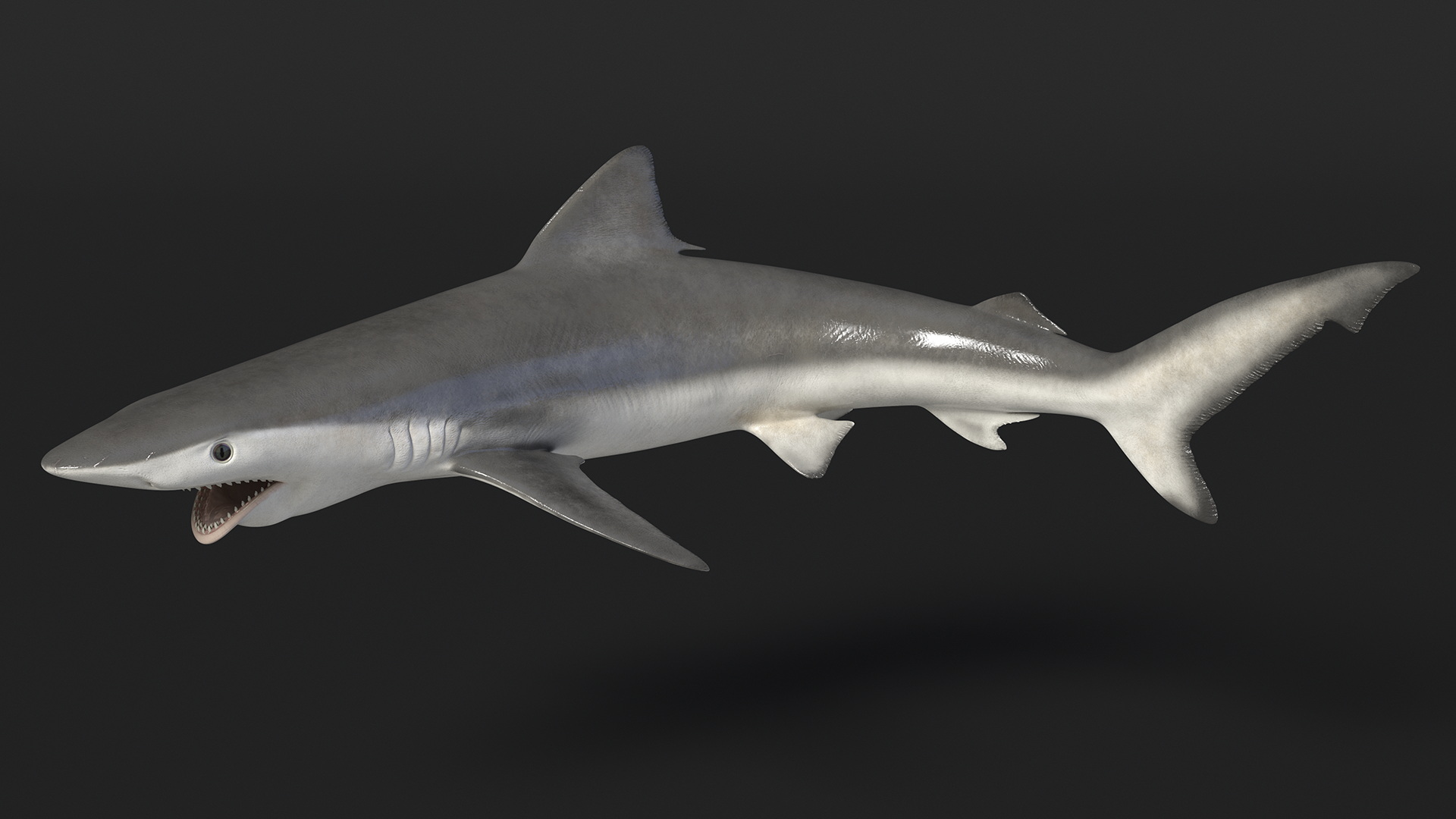 Carcharhinus Porosus Shark Rigged for Maya 3D