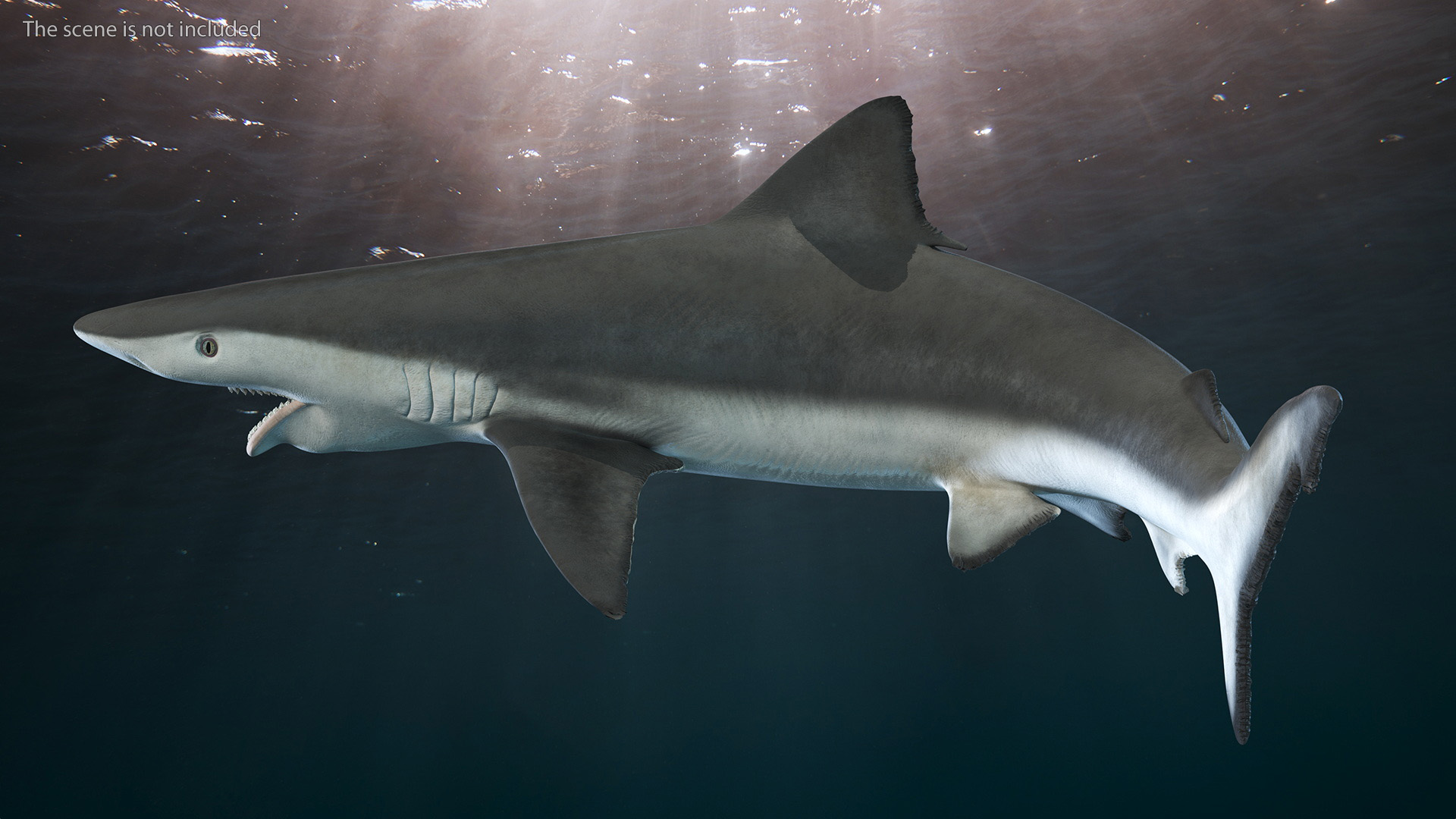 Carcharhinus Porosus Shark Rigged for Maya 3D