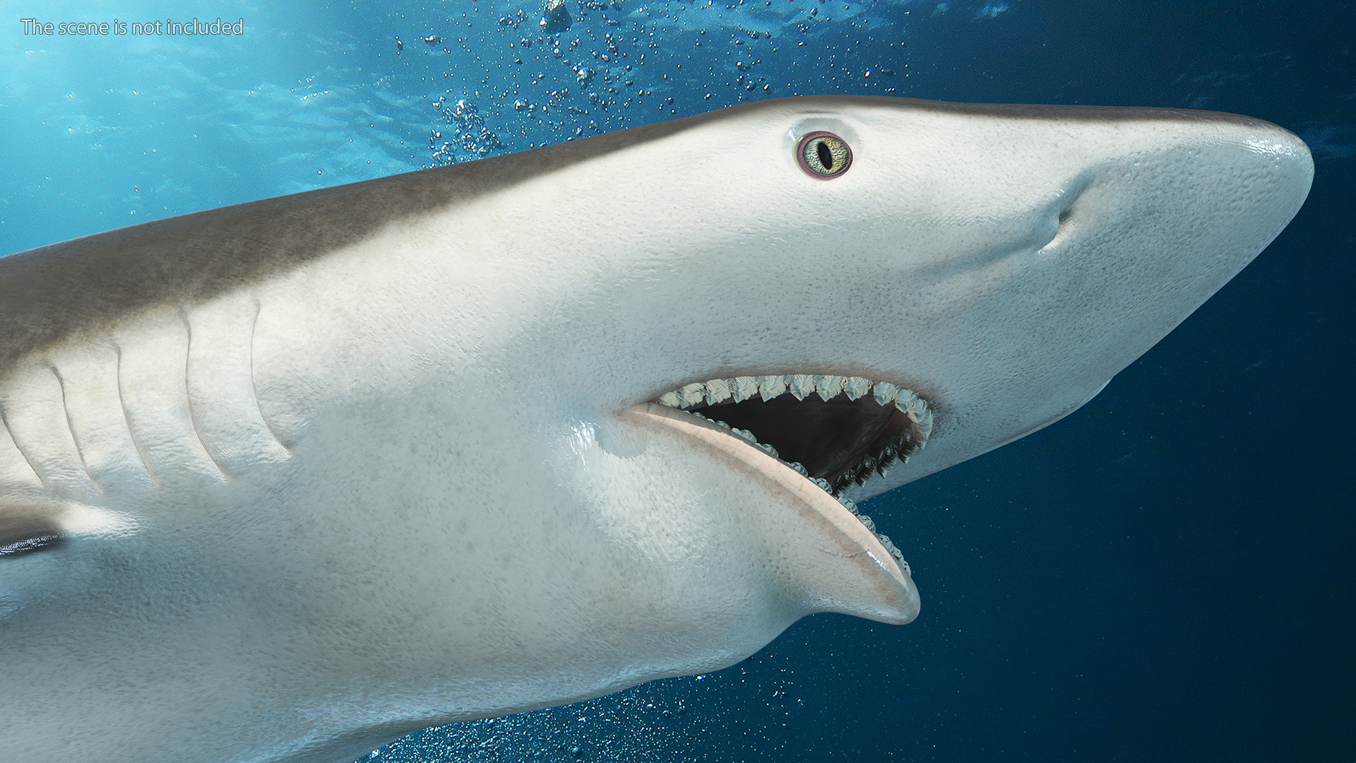 Carcharhinus Porosus Shark Rigged for Maya 3D