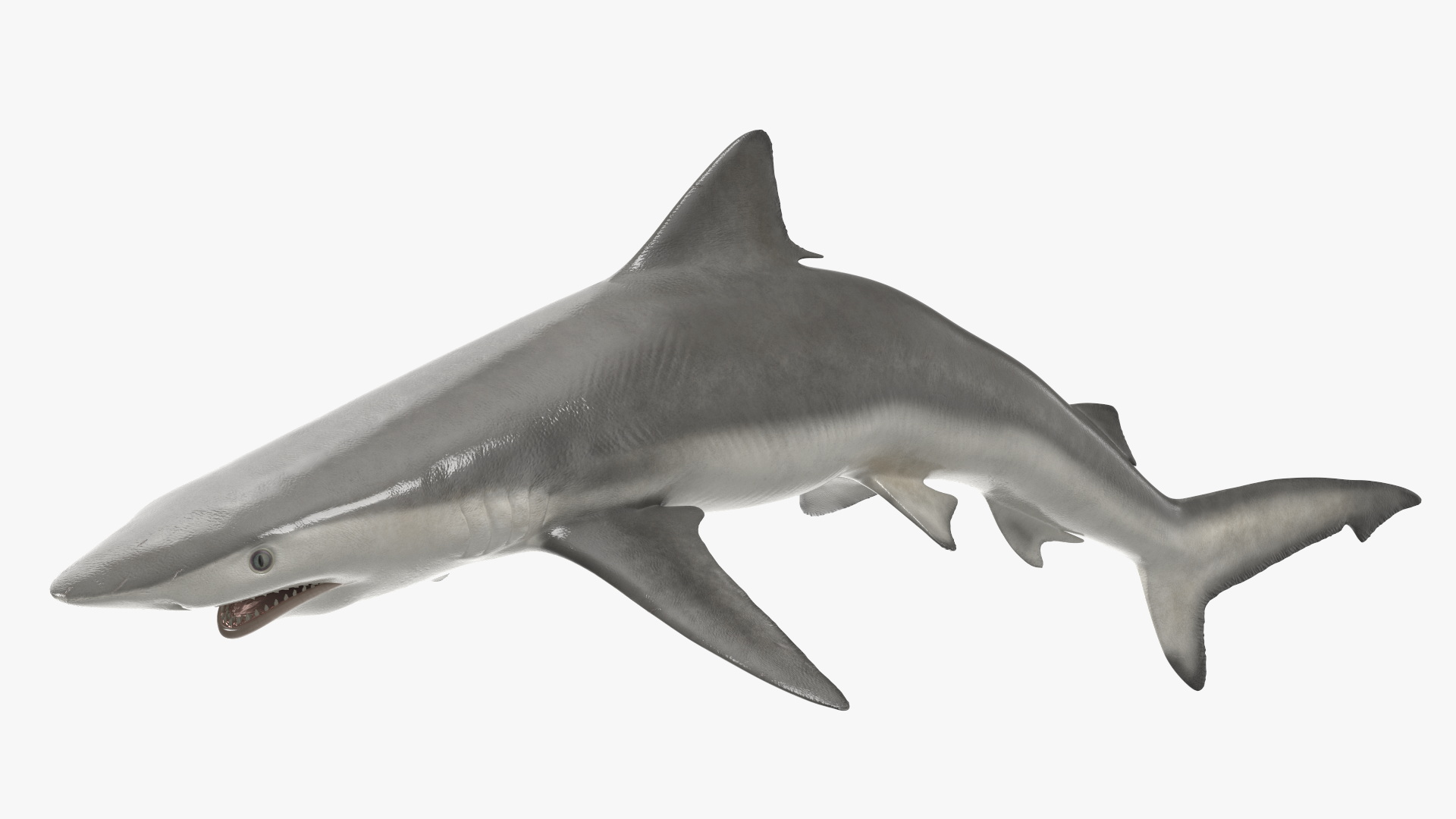 Carcharhinus Porosus Shark Rigged for Maya 3D