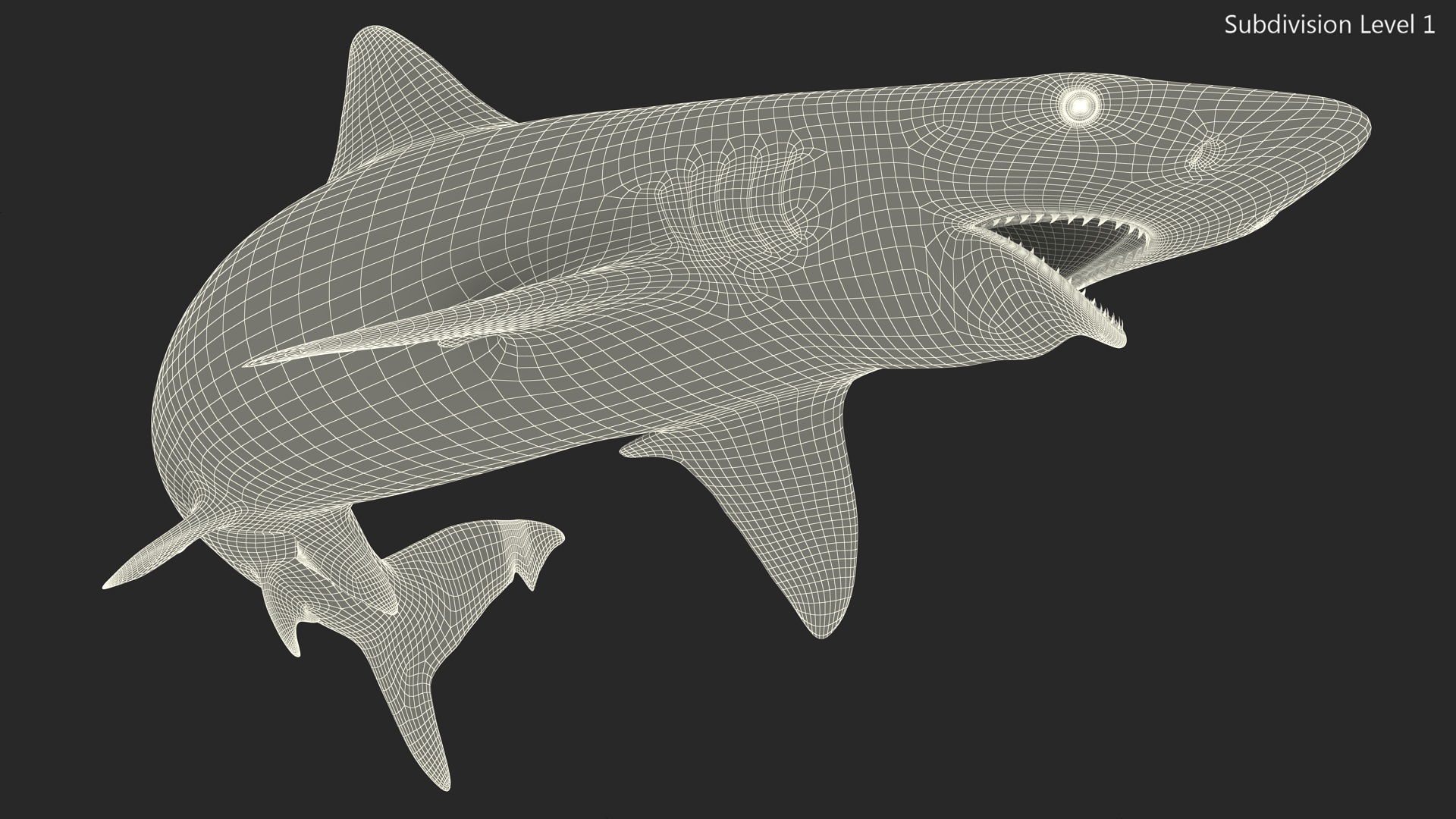 Carcharhinus Porosus Shark Rigged for Maya 3D
