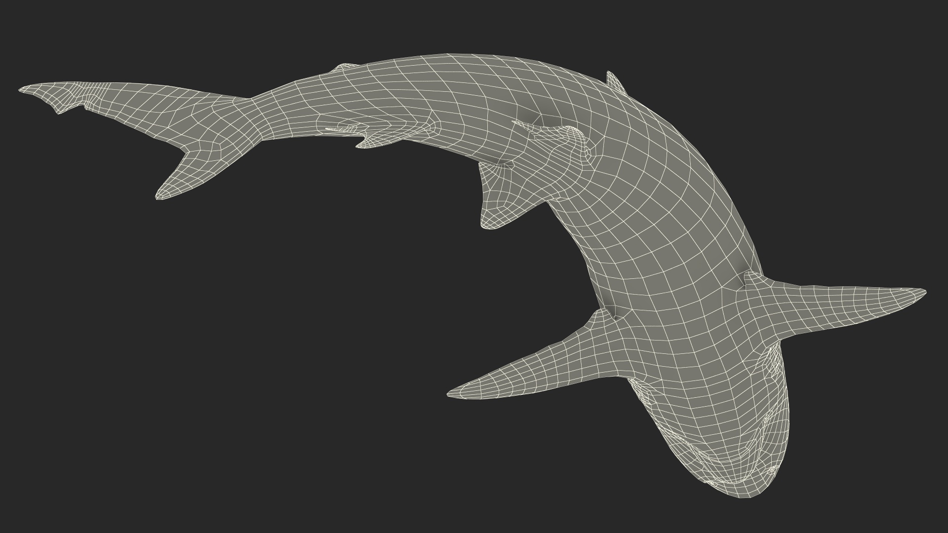Carcharhinus Porosus Shark Rigged for Maya 3D