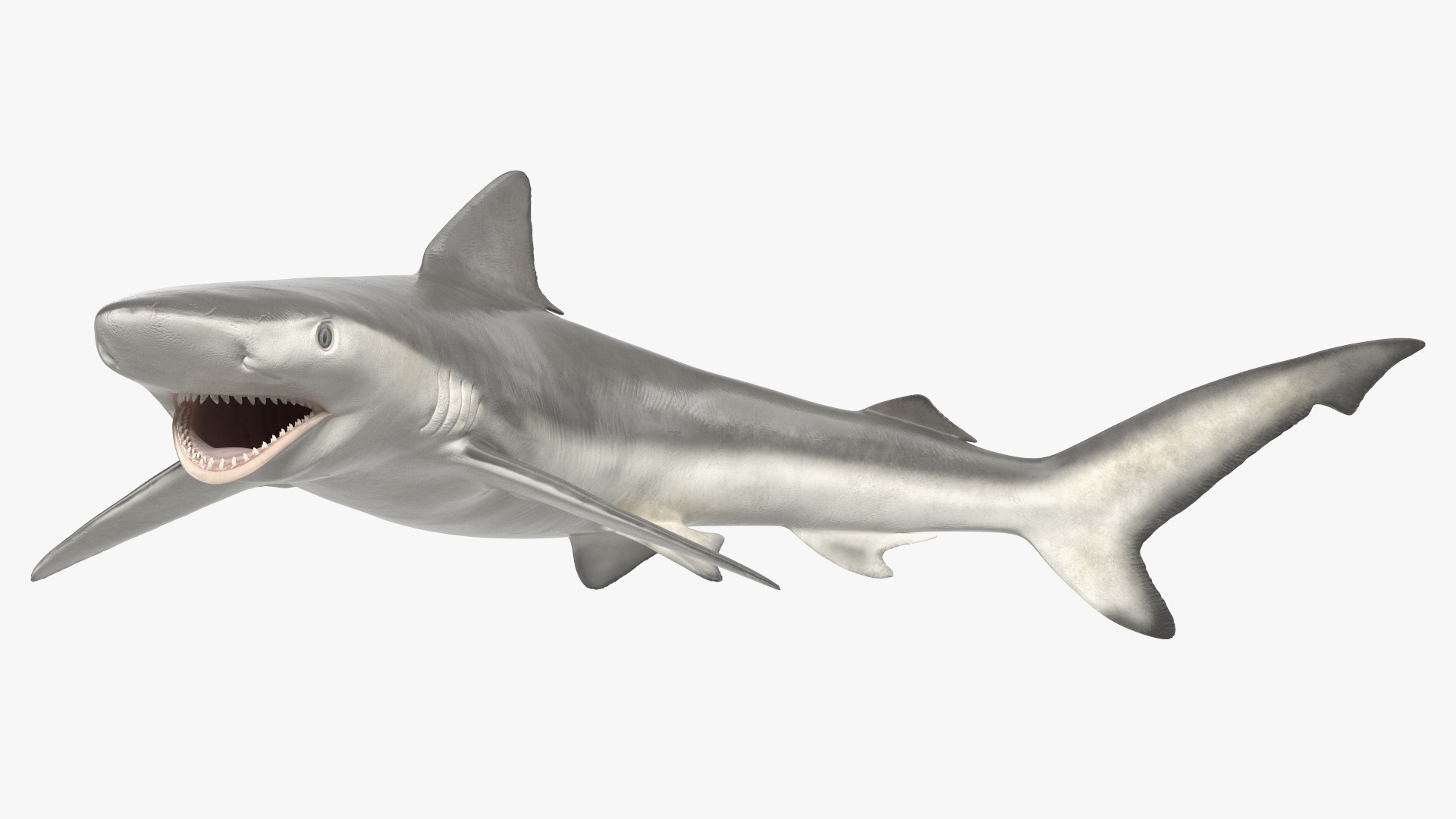 Carcharhinus Porosus Shark Rigged for Maya 3D