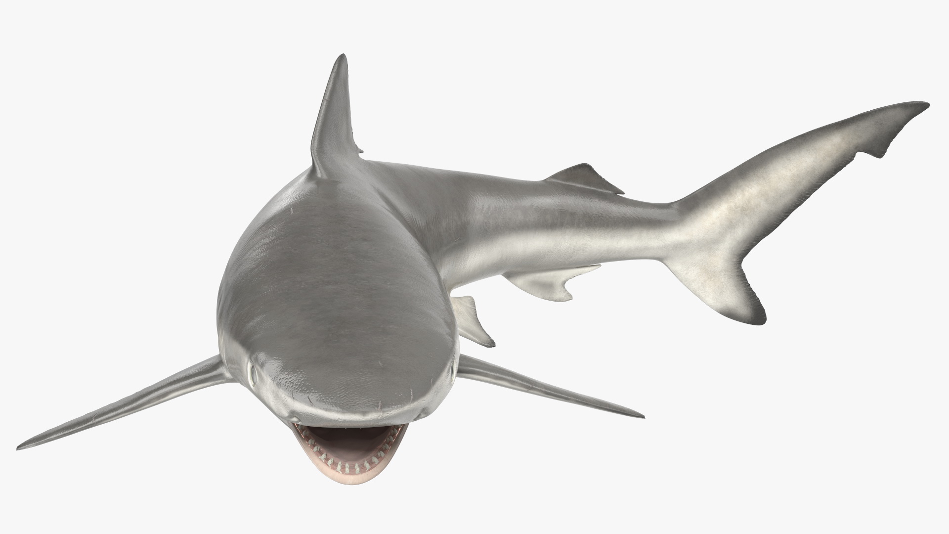 Carcharhinus Porosus Shark Rigged for Maya 3D