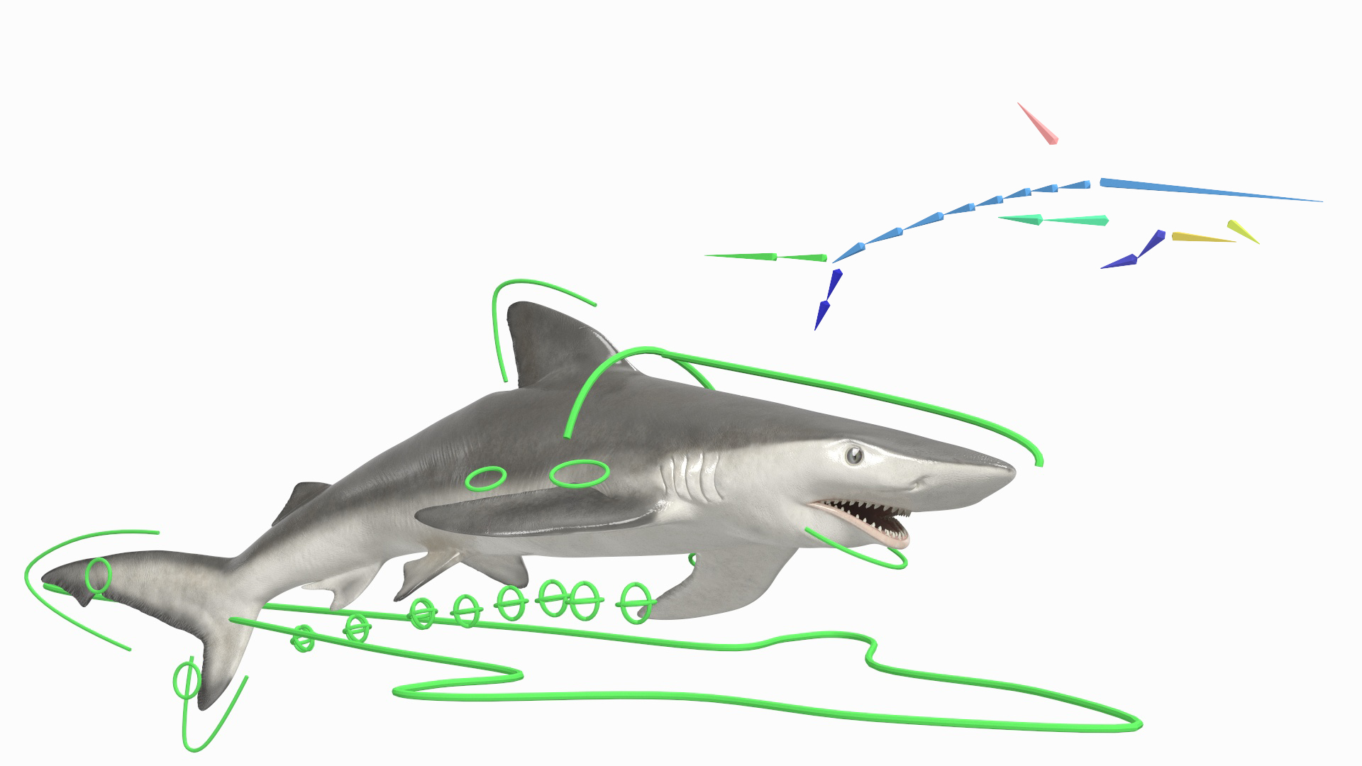 Carcharhinus Porosus Shark Rigged for Maya 3D