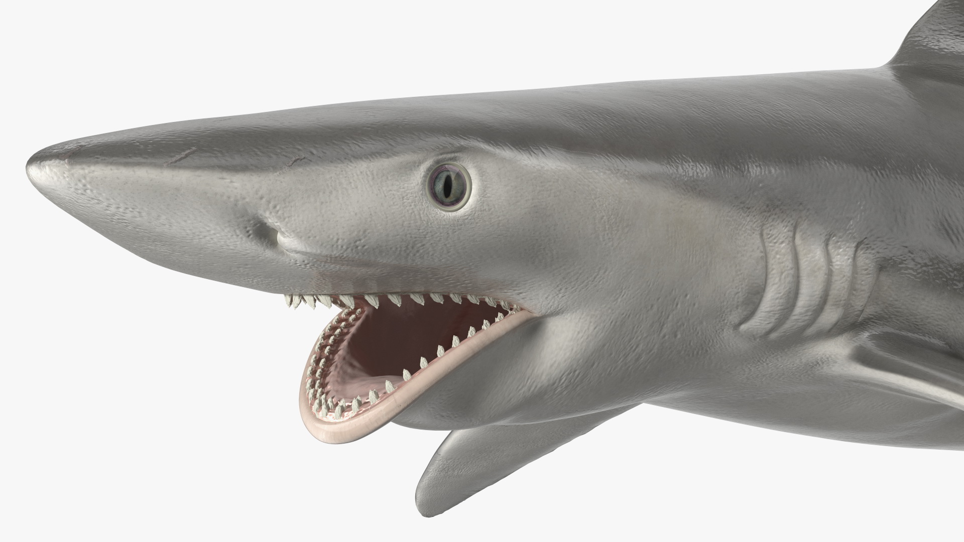 Carcharhinus Porosus Shark Rigged for Maya 3D
