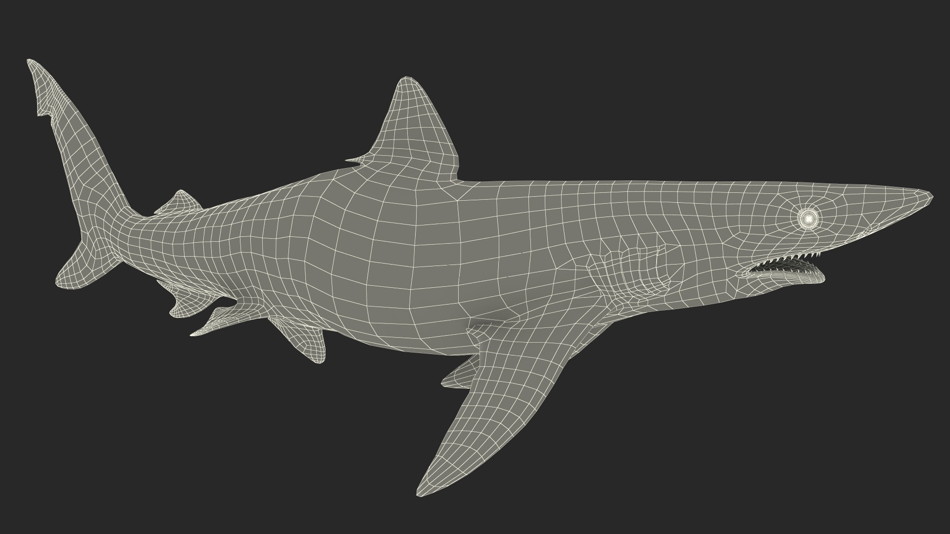 Carcharhinus Porosus Shark Rigged for Maya 3D