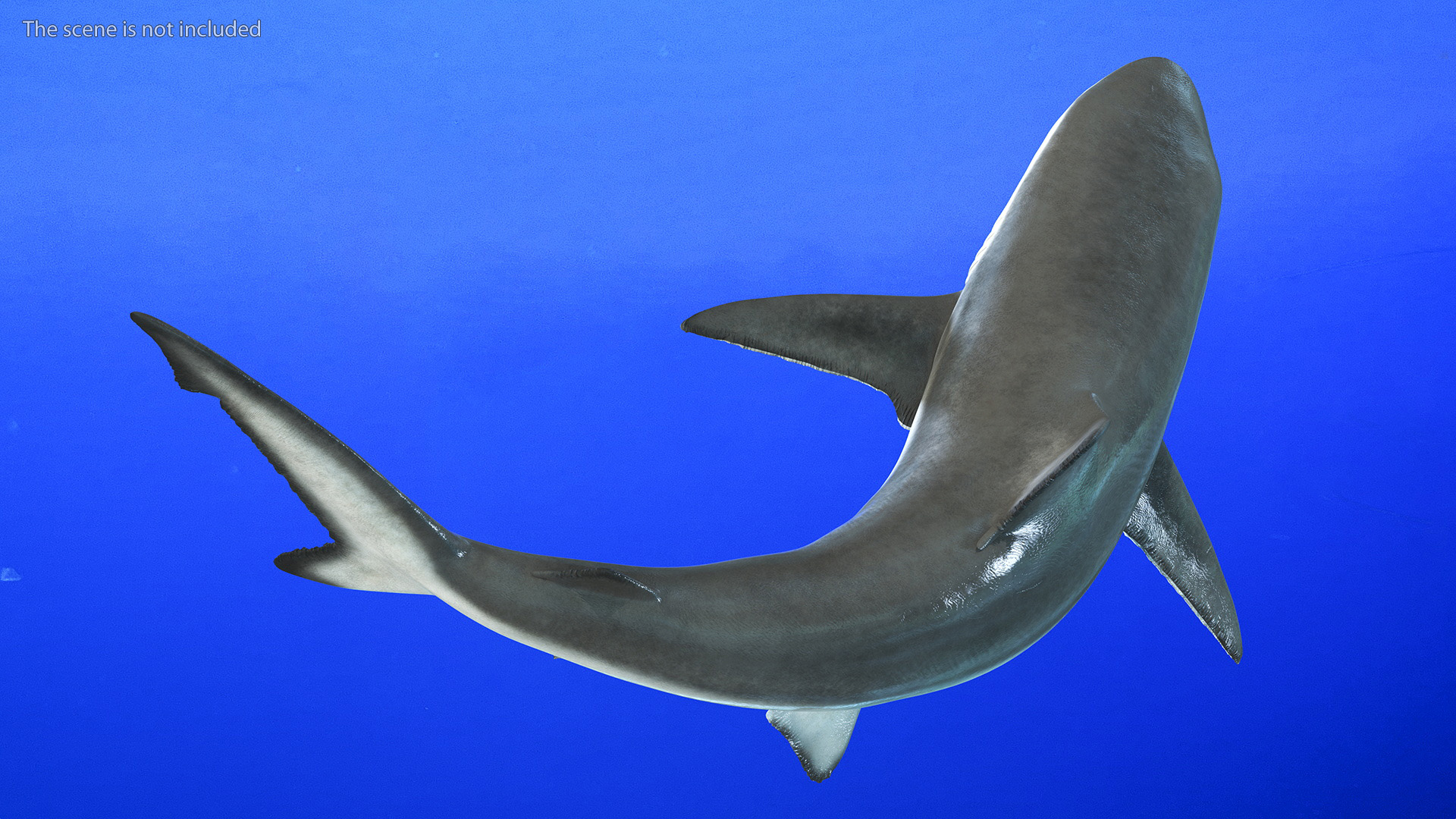 Carcharhinus Porosus Shark Rigged for Maya 3D