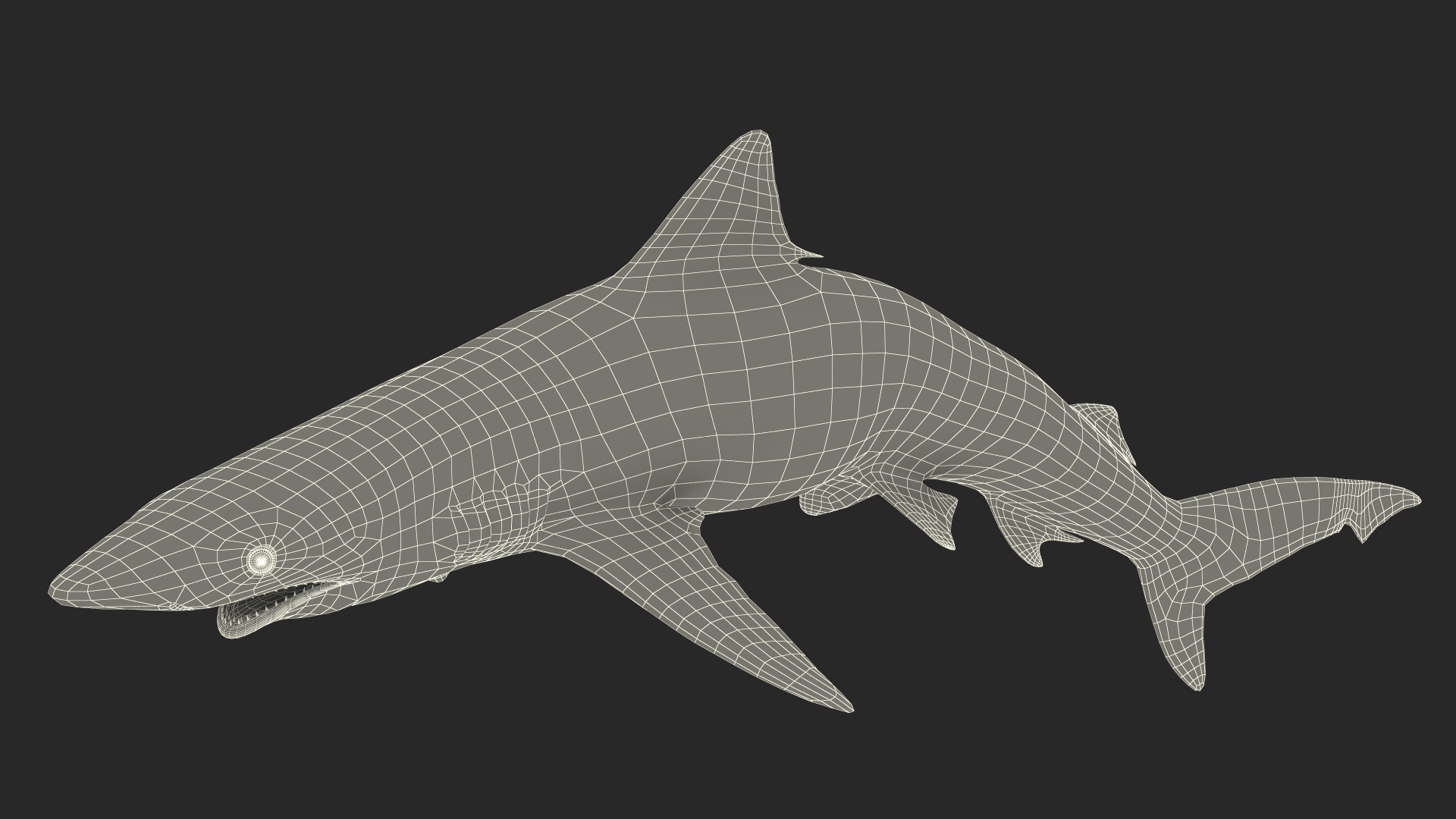 Carcharhinus Porosus Shark Rigged for Maya 3D