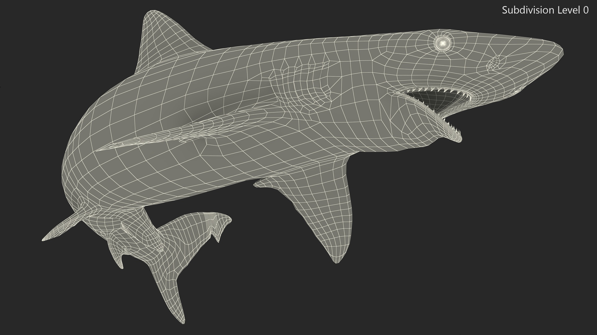 Carcharhinus Porosus Shark Rigged for Maya 3D