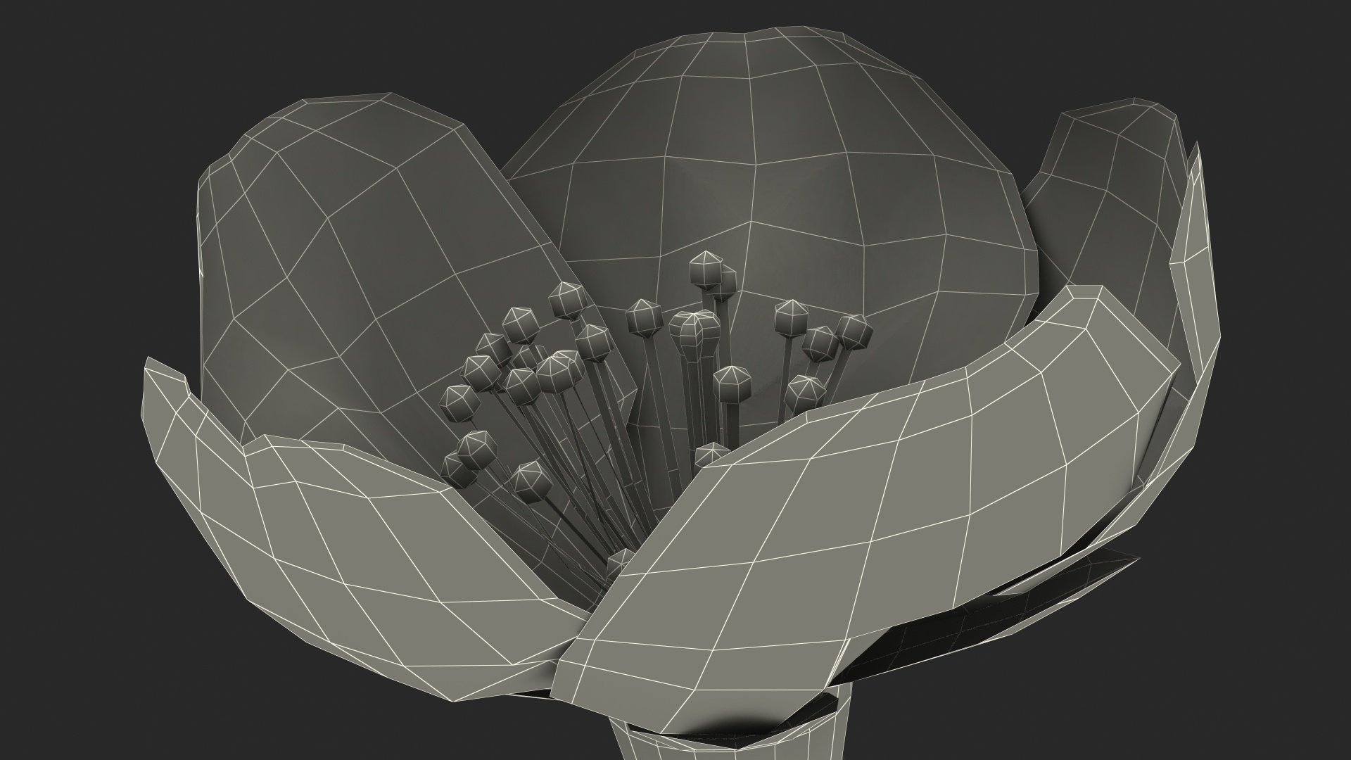 Cherry White Flower 3D model