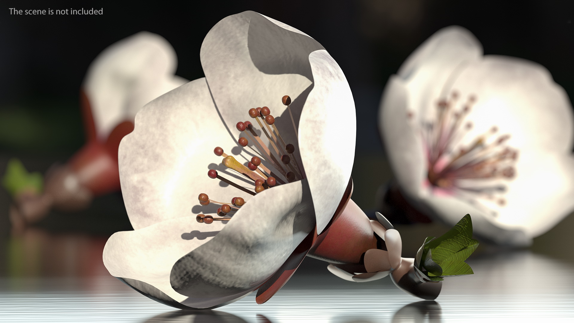 Cherry White Flower 3D model