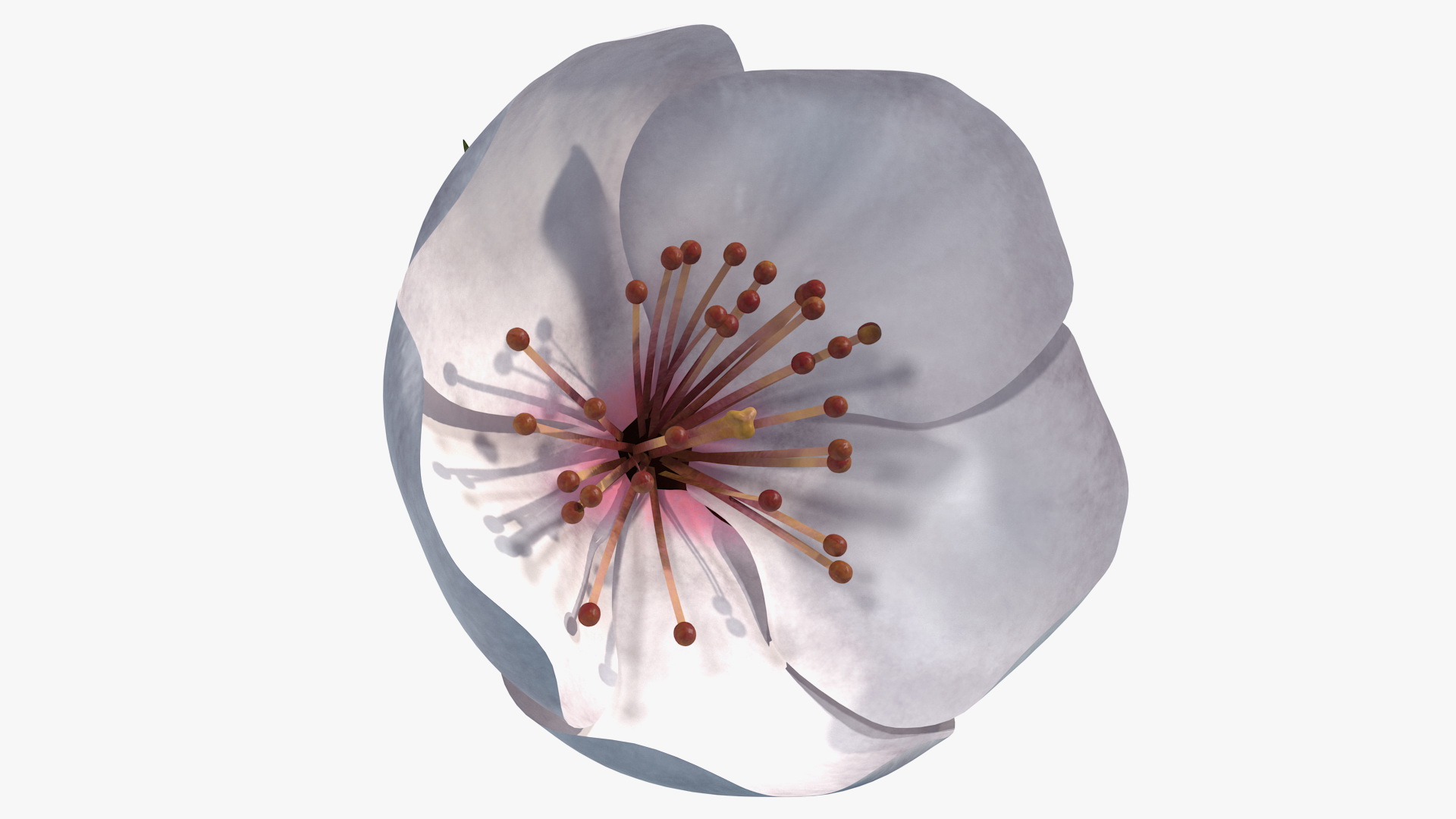 Cherry White Flower 3D model