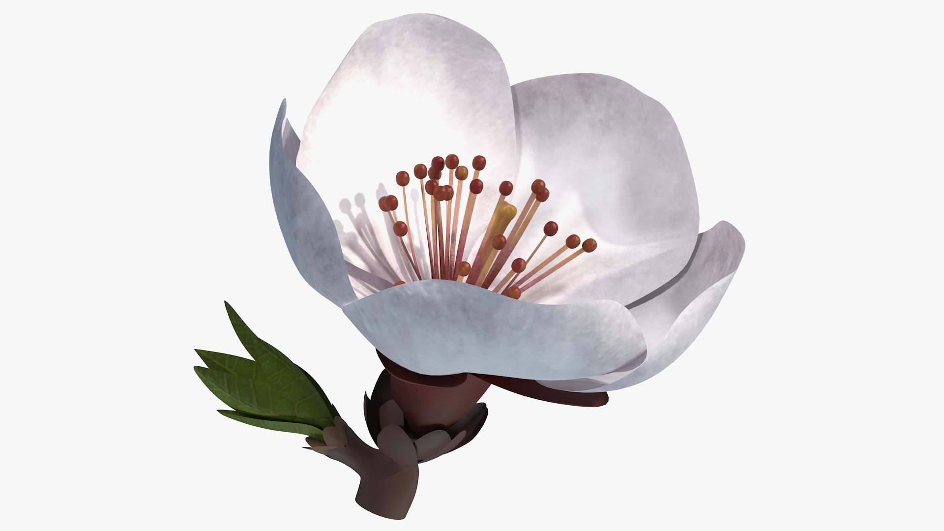 Cherry White Flower 3D model